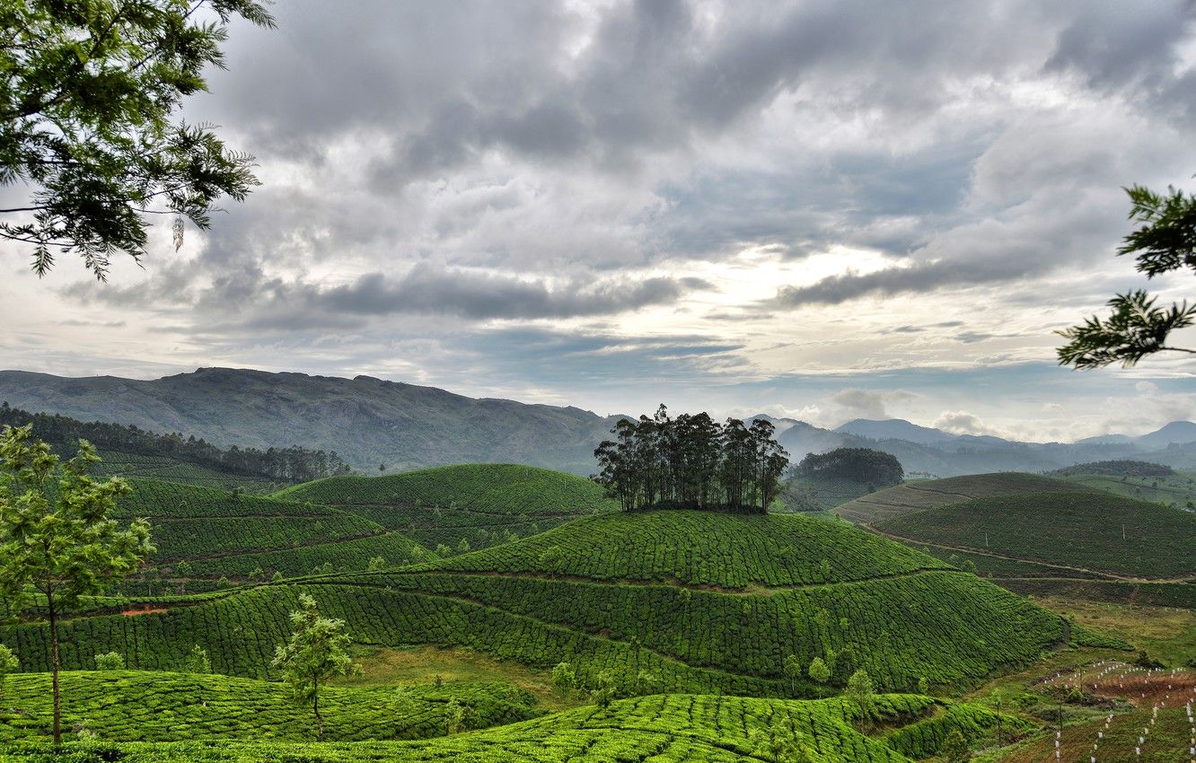 Wallpaper the sky, clouds, mountains, hills, India, Kerala, Munnar, tea plantations image for desktop, section пейзажи