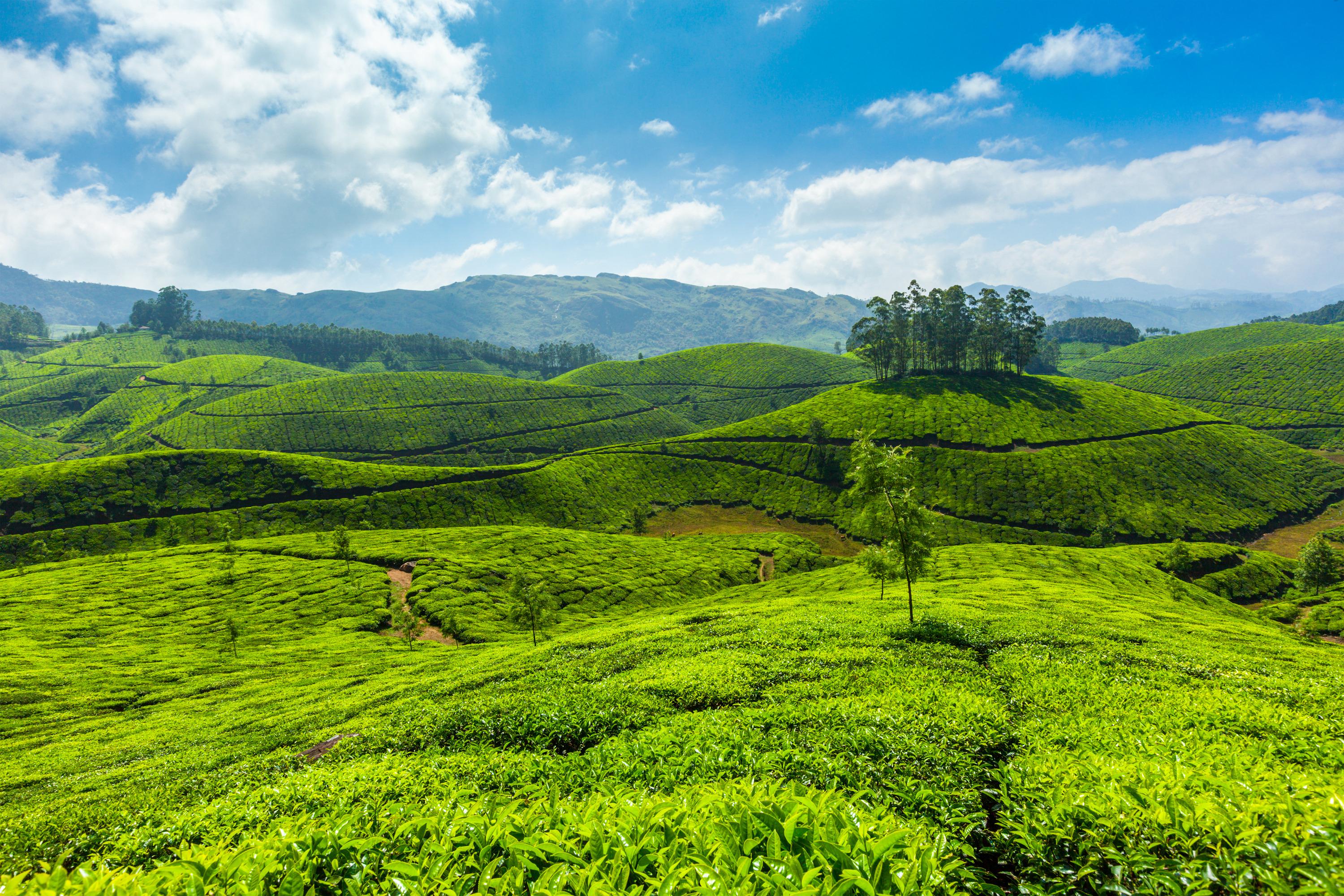 Tea plantation in Munnar, Kerala, EI:83. Brandon Deleon download