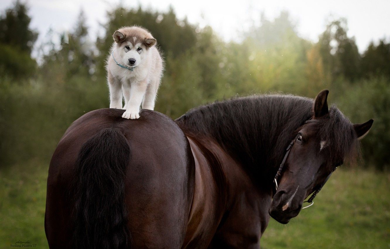 Wallpaper horse, horse, dog, puppy, rider, Siberian Husky image