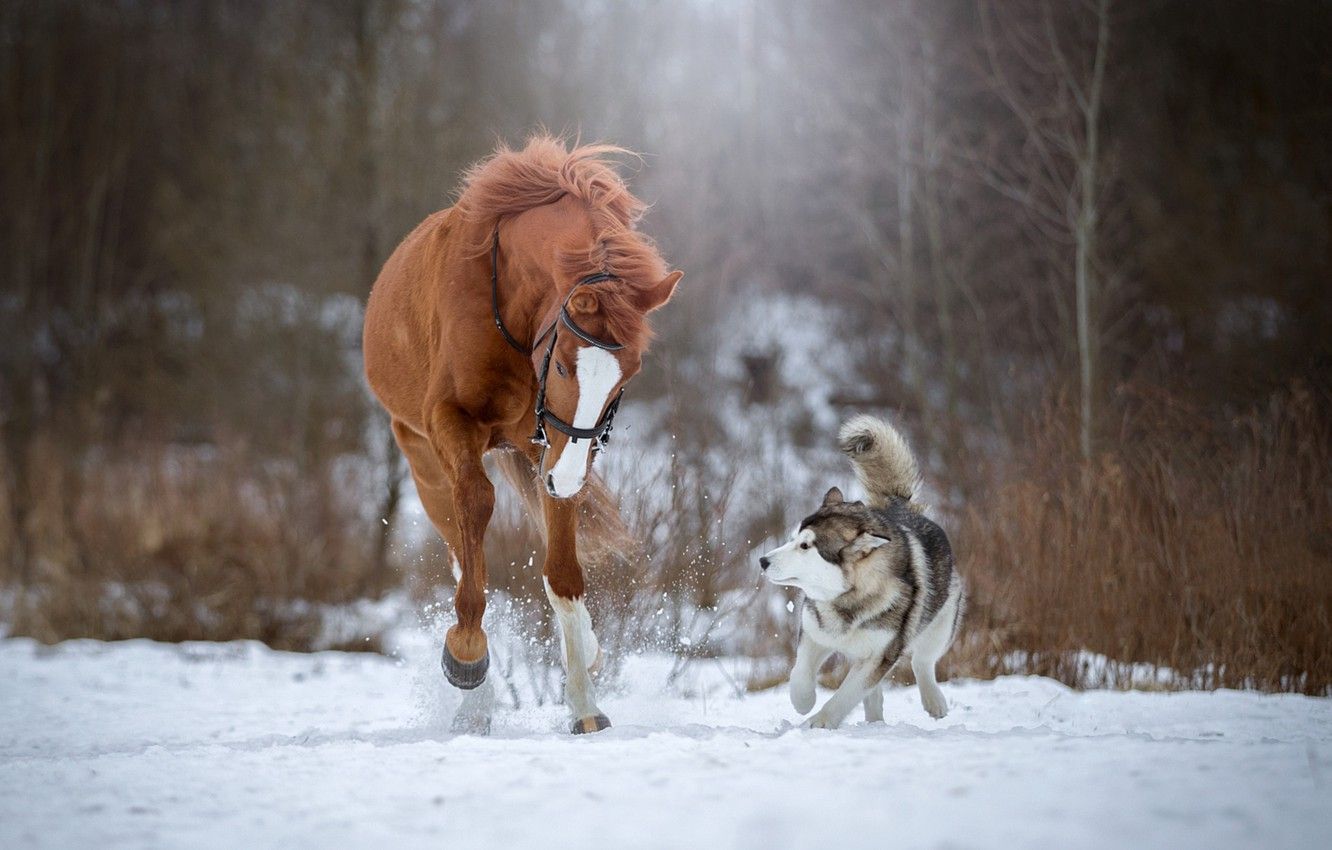 Wallpaper snow, horse, dog, running, husky image for desktop