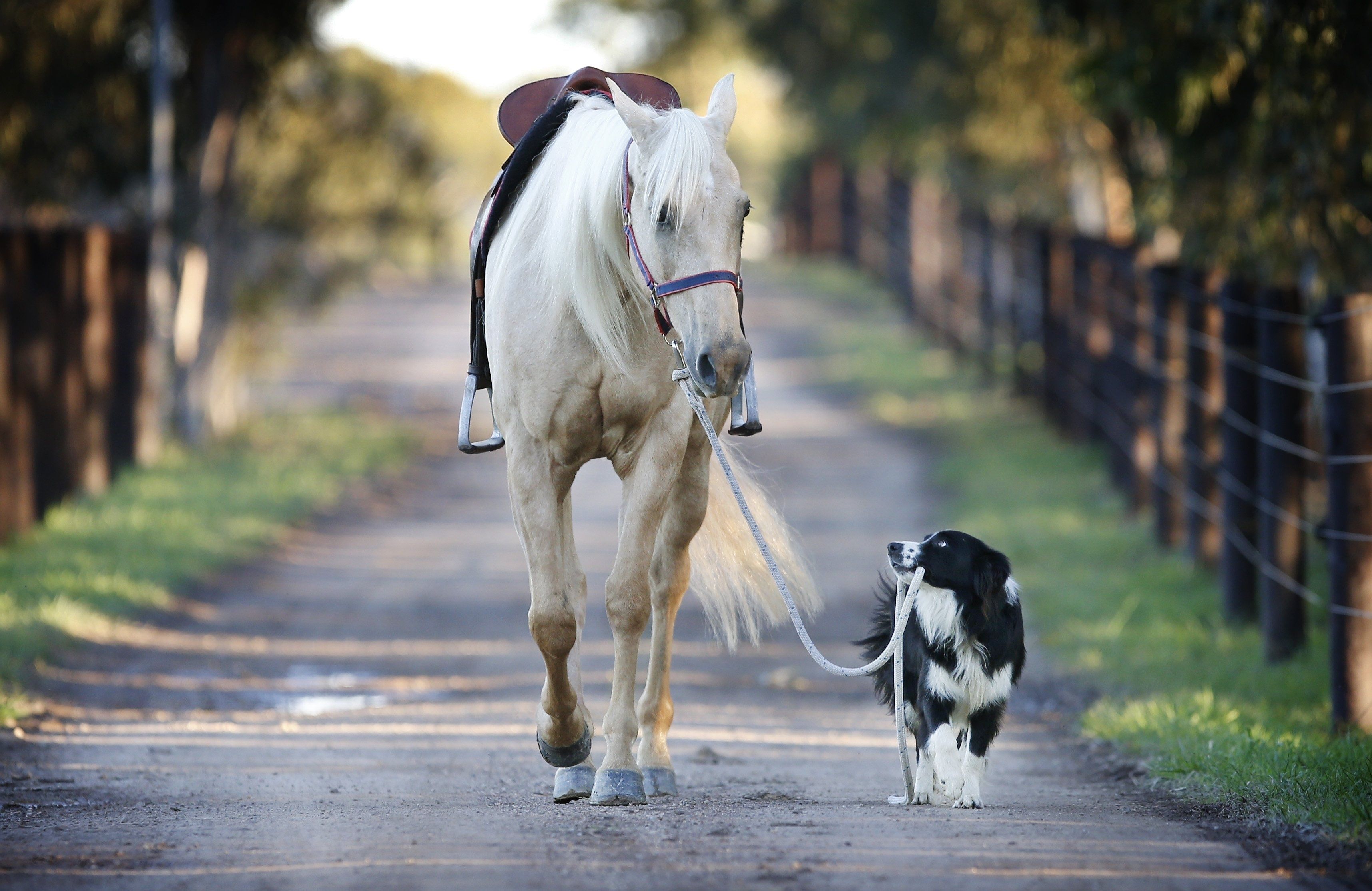 A blind horse lead by a faithful friend HD Wallpaper. Background