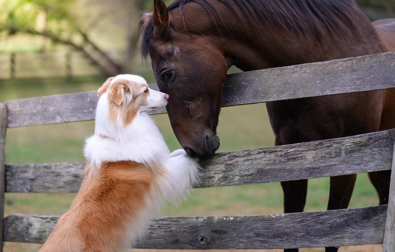 Wallpaper horse, horse, the fence, dog, friendship, friends