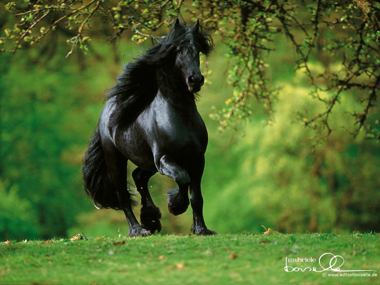 Horse Desktop Background. Beautiful