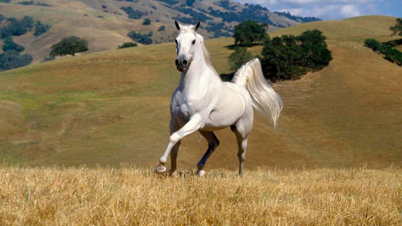 Animals Horse 1366x768. Horses, Horse wallpaper, Photohopped animals