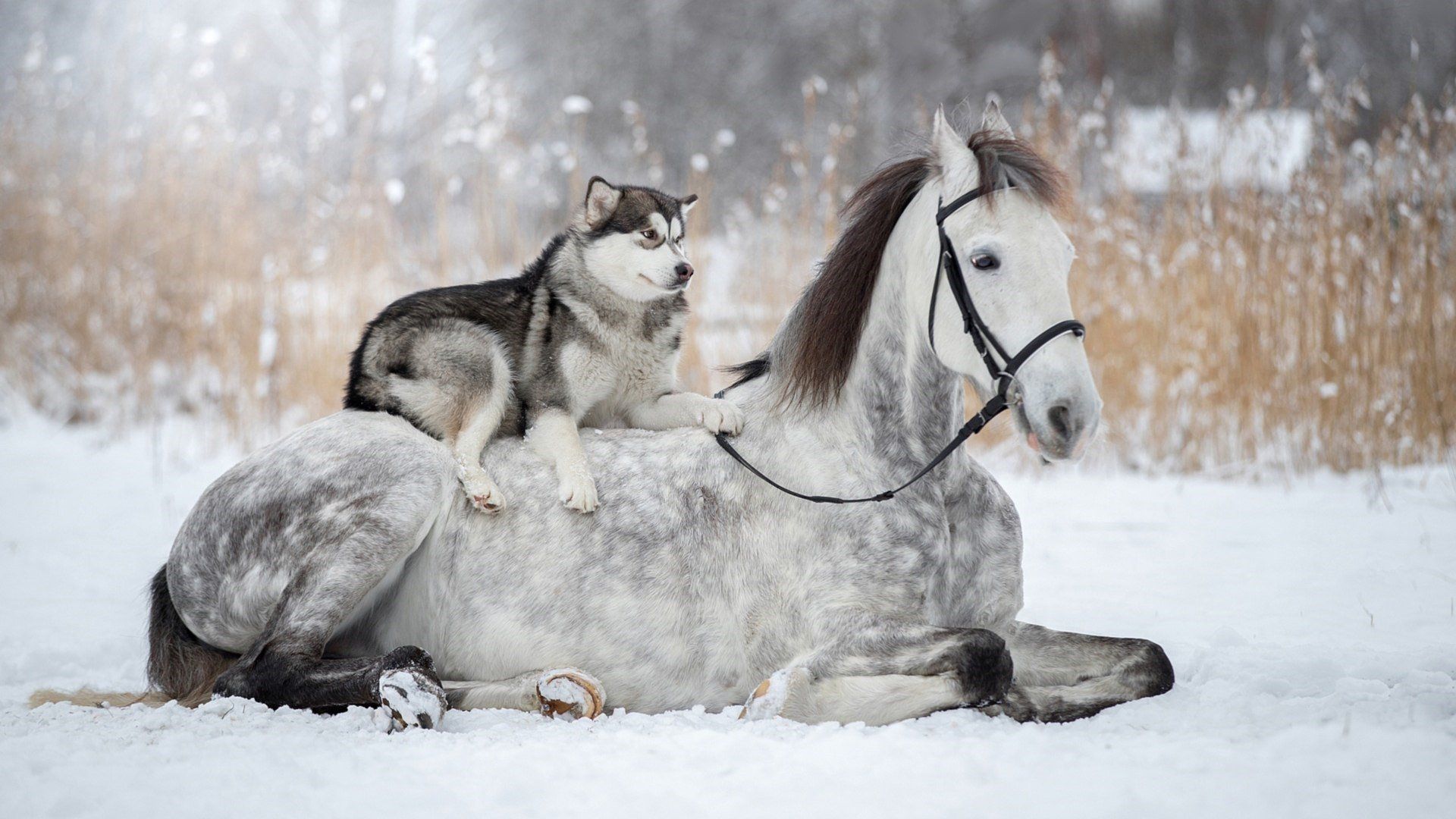 Husky Sitting on Gray Horse HD Wallpaper. Background Image