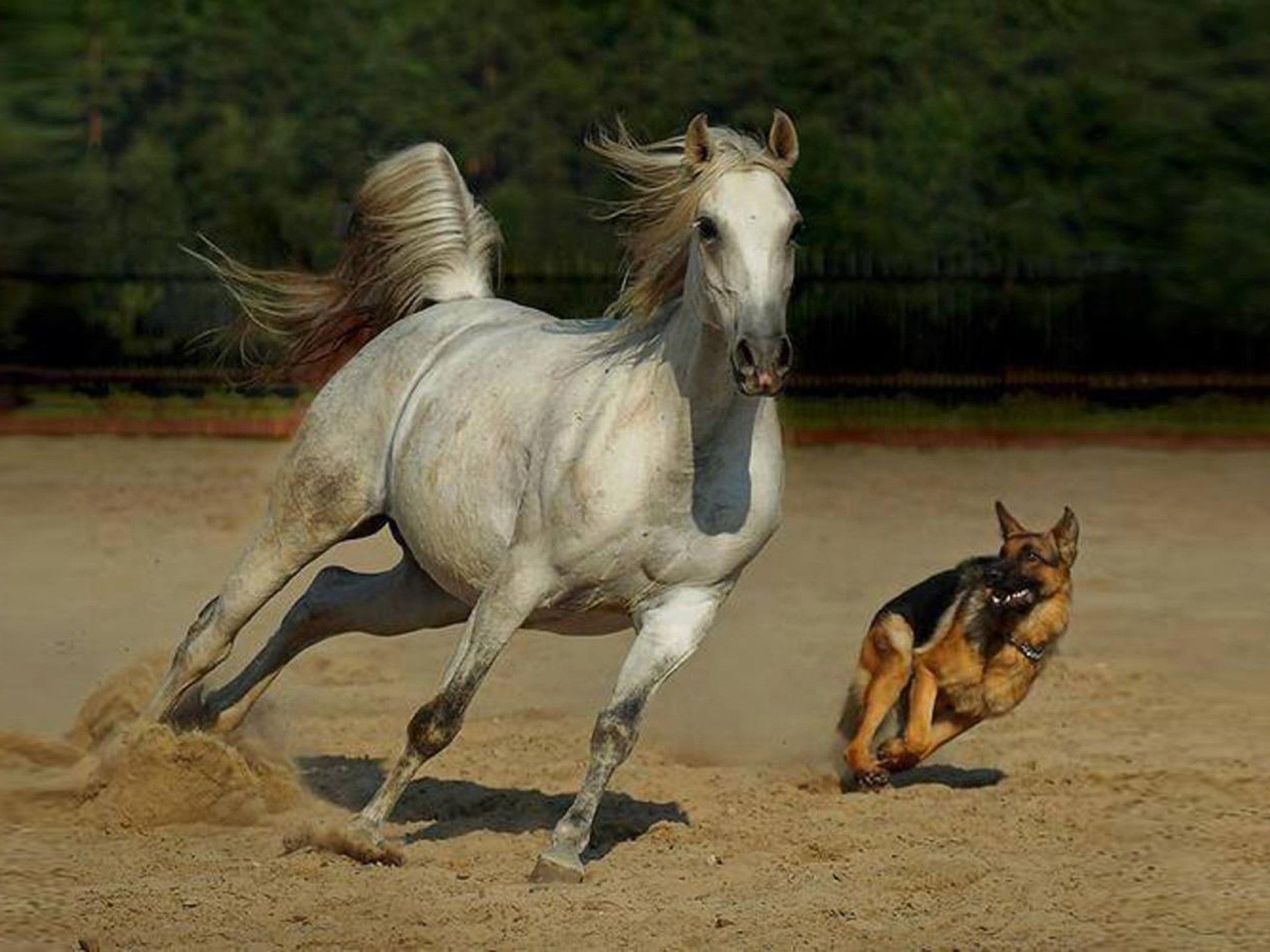 Training On A White Horse With The Help Of Dog Wallpaper HD