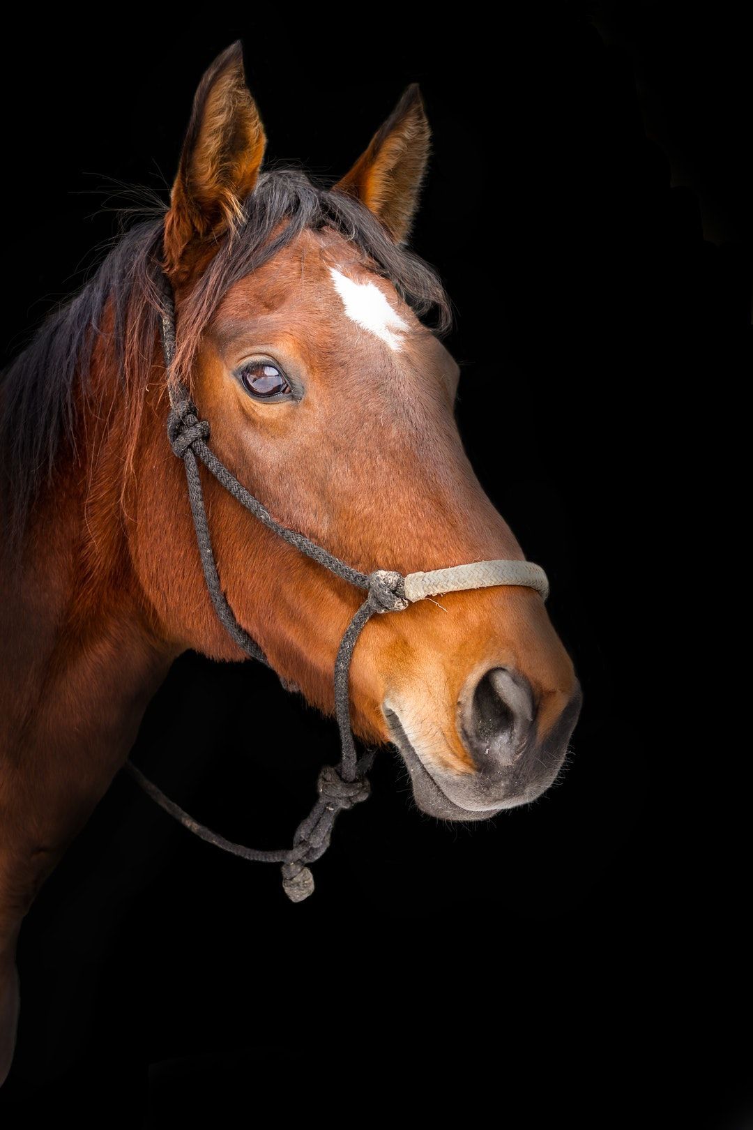 Download this free HD photo of horse, face, reign and portrait