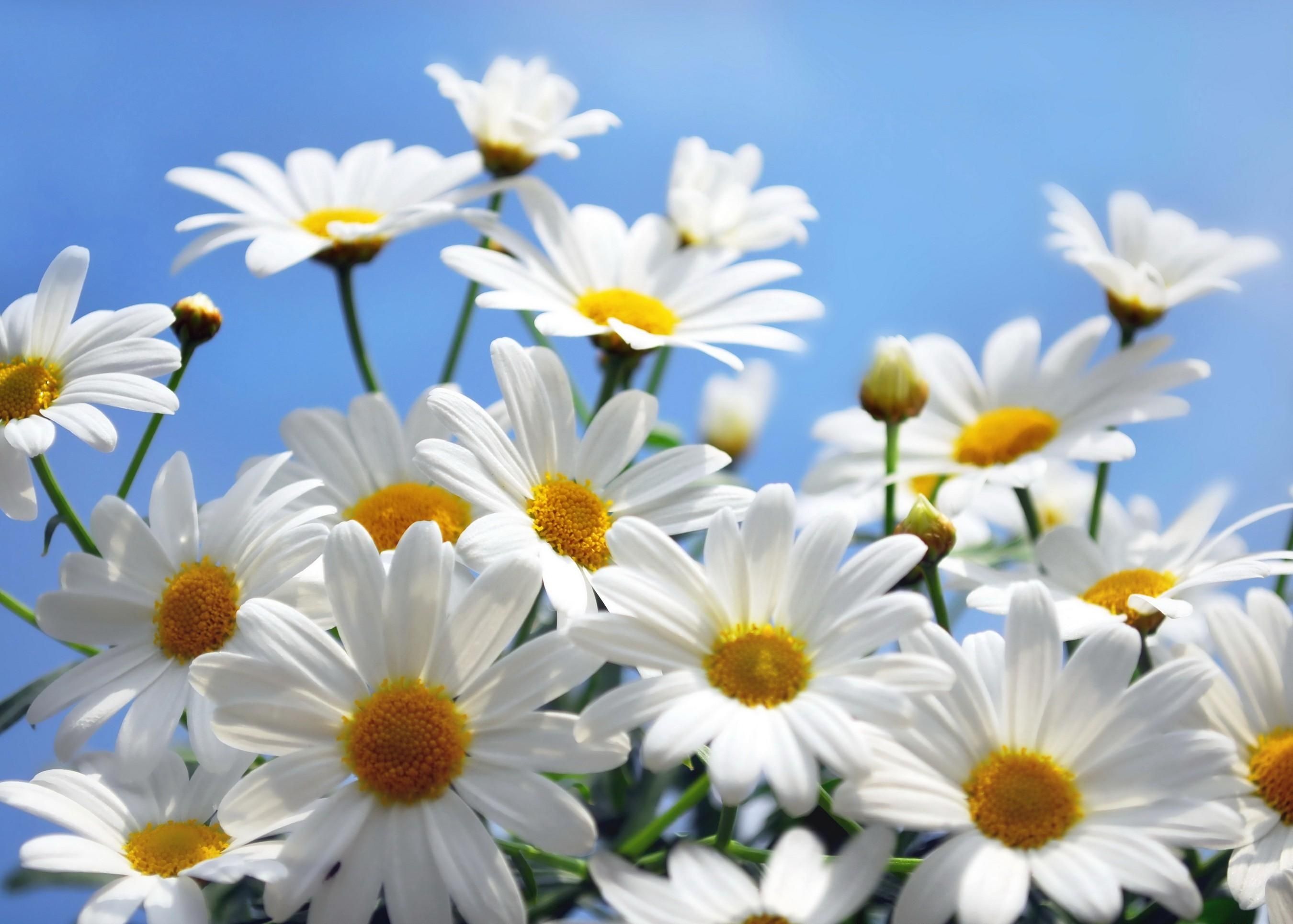 Free Daisies, Download Free Clip Art, Free Clip Art on Clipart Library