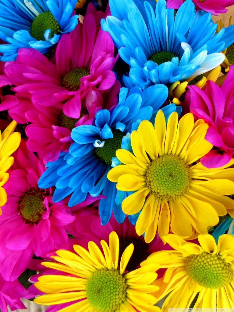 Colorful Daisies Ultra HD Desktop Background Wallpaper for 4K UHD