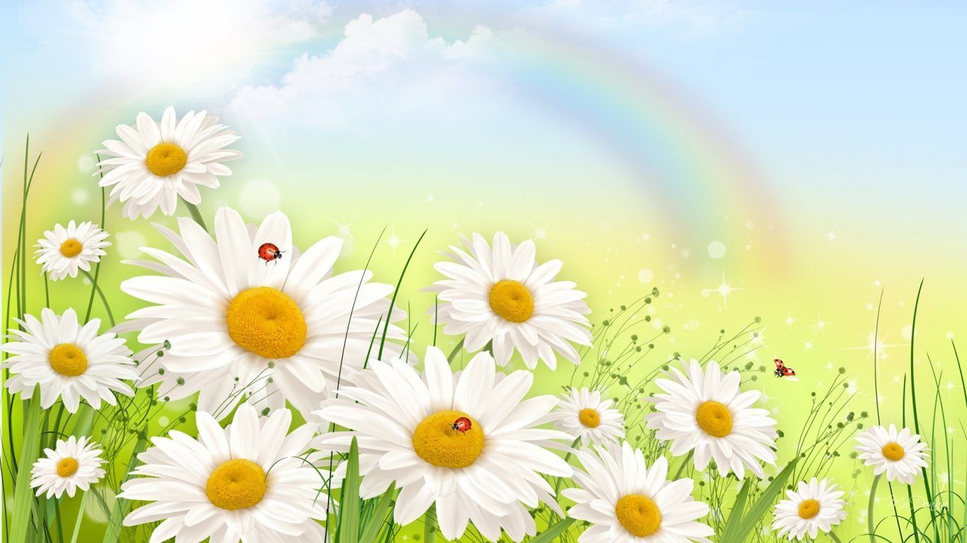 OgNature.com Chamomile Ladybug Daisy Soft Rainbow Grass