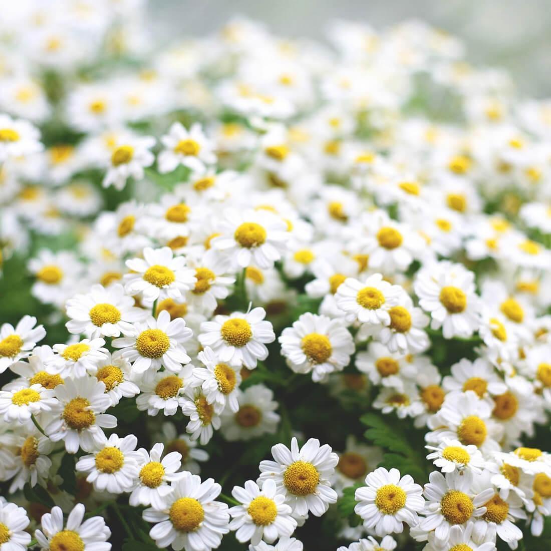 Daisy Live Wallpaper for Android