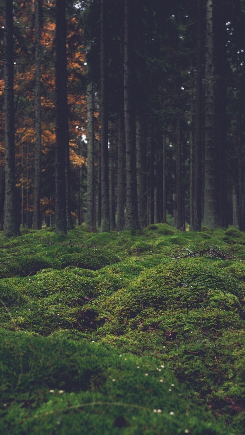 Amazon Forest Iphone Hd Wallpapers Wallpaper Cave