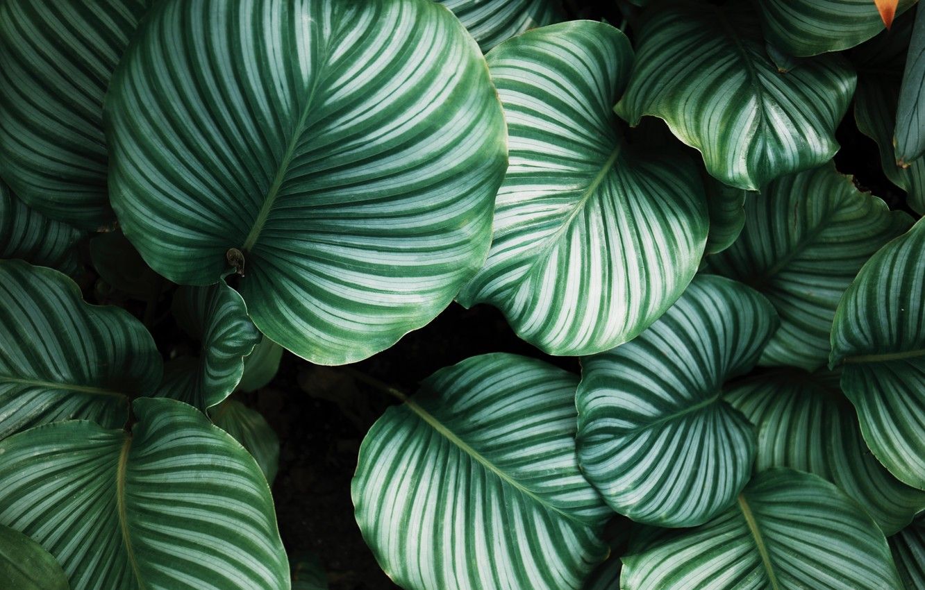 Wallpaper leaves, line, background, plants, stripes image