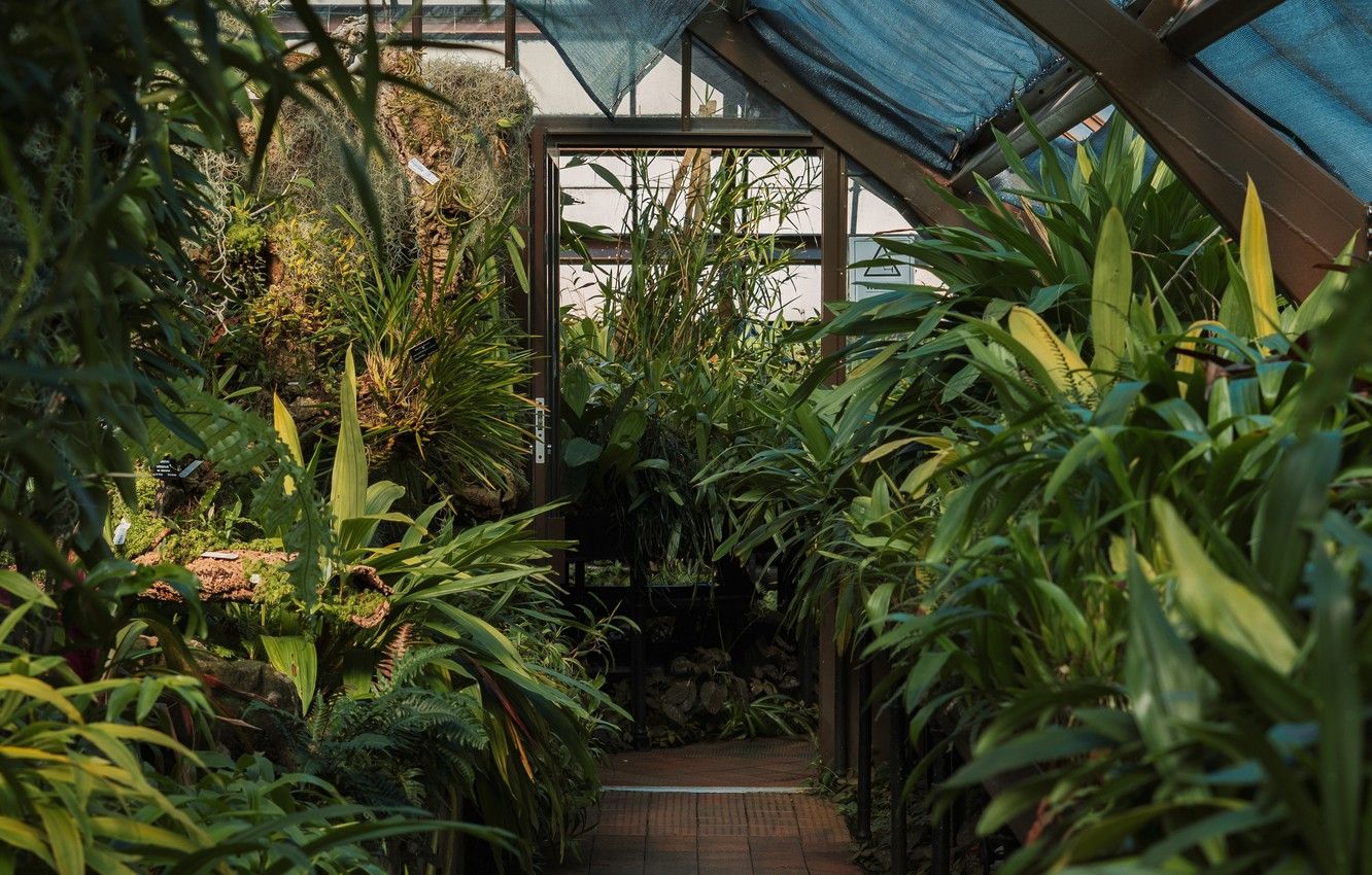 Wallpaper green, nature, interior, plants, exotic, tropical
