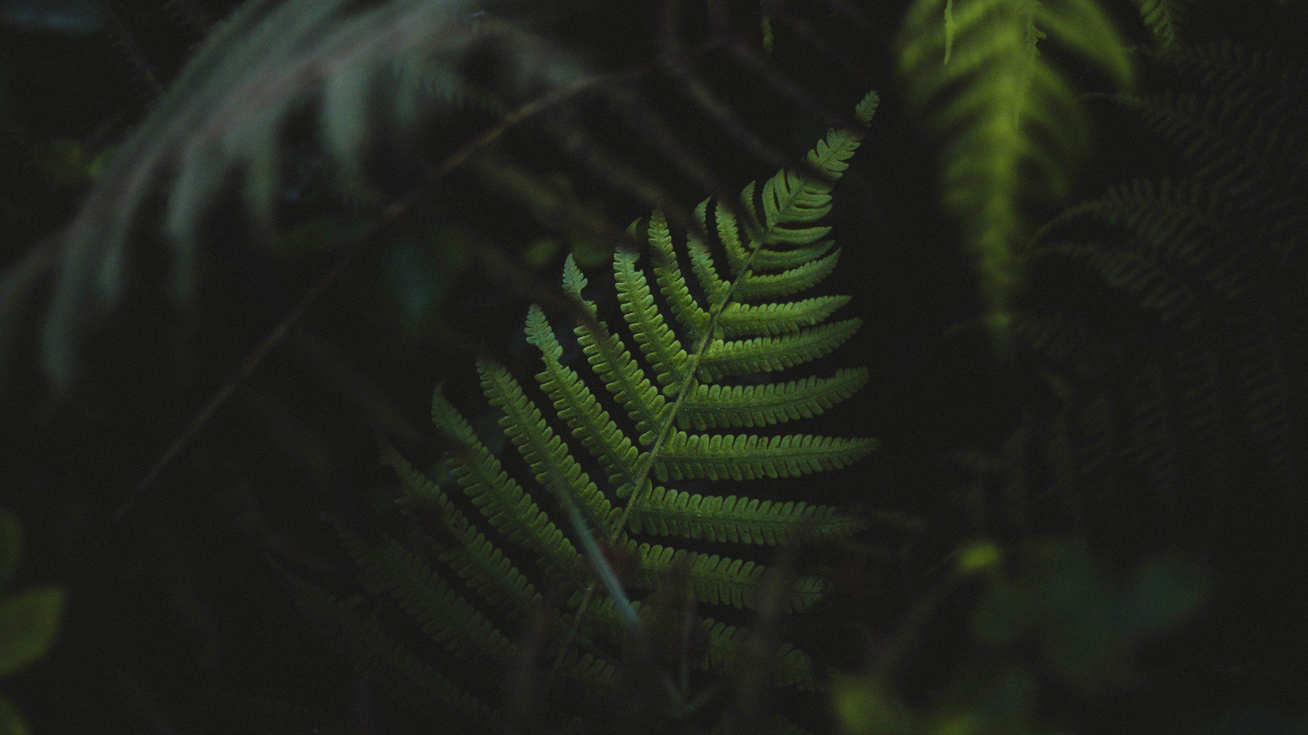 ferns, Plants, Green HD Wallpaper / Desktop and Mobile Image & Photo