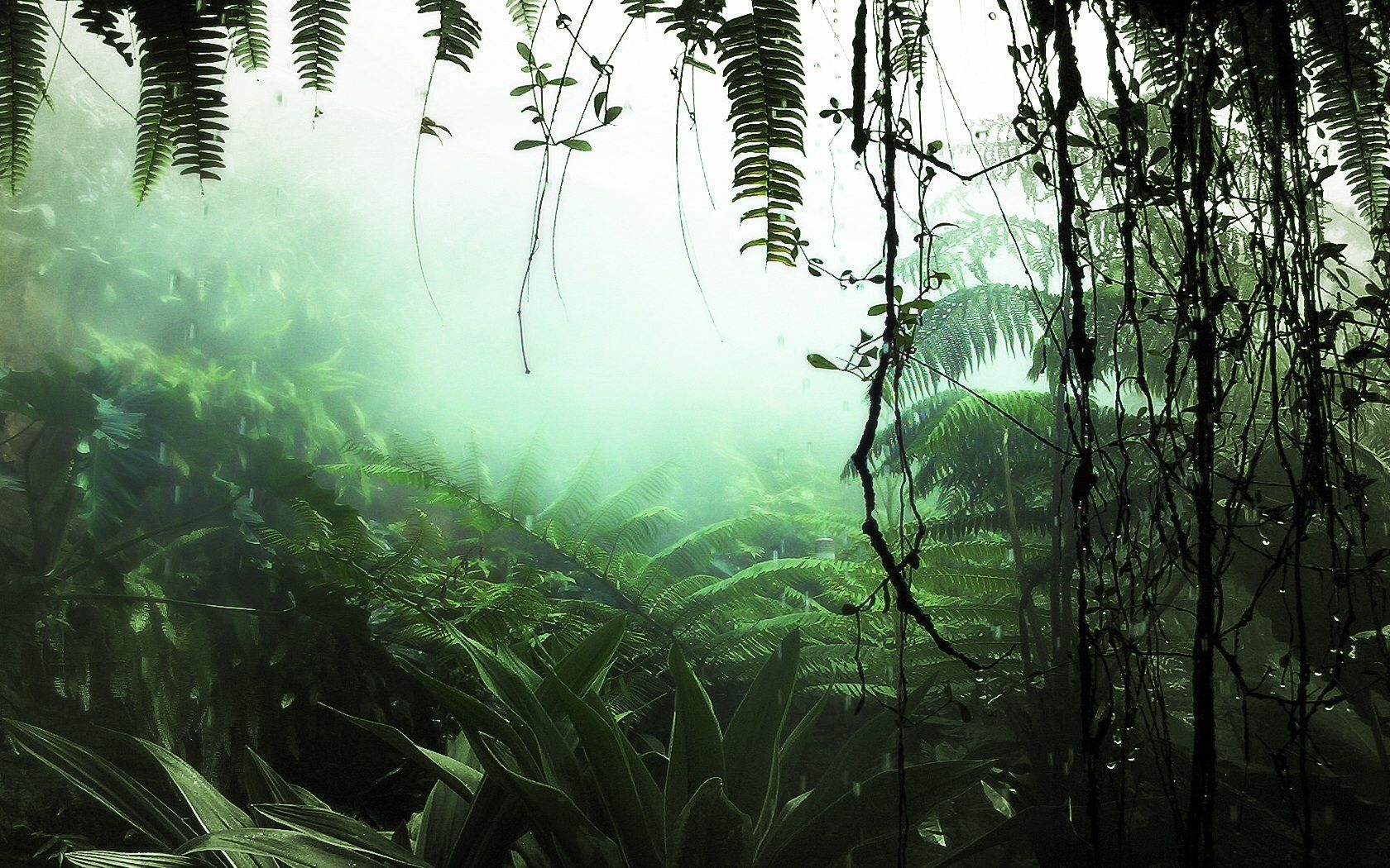 Jungle Plants desktop PC and Mac wallpaper