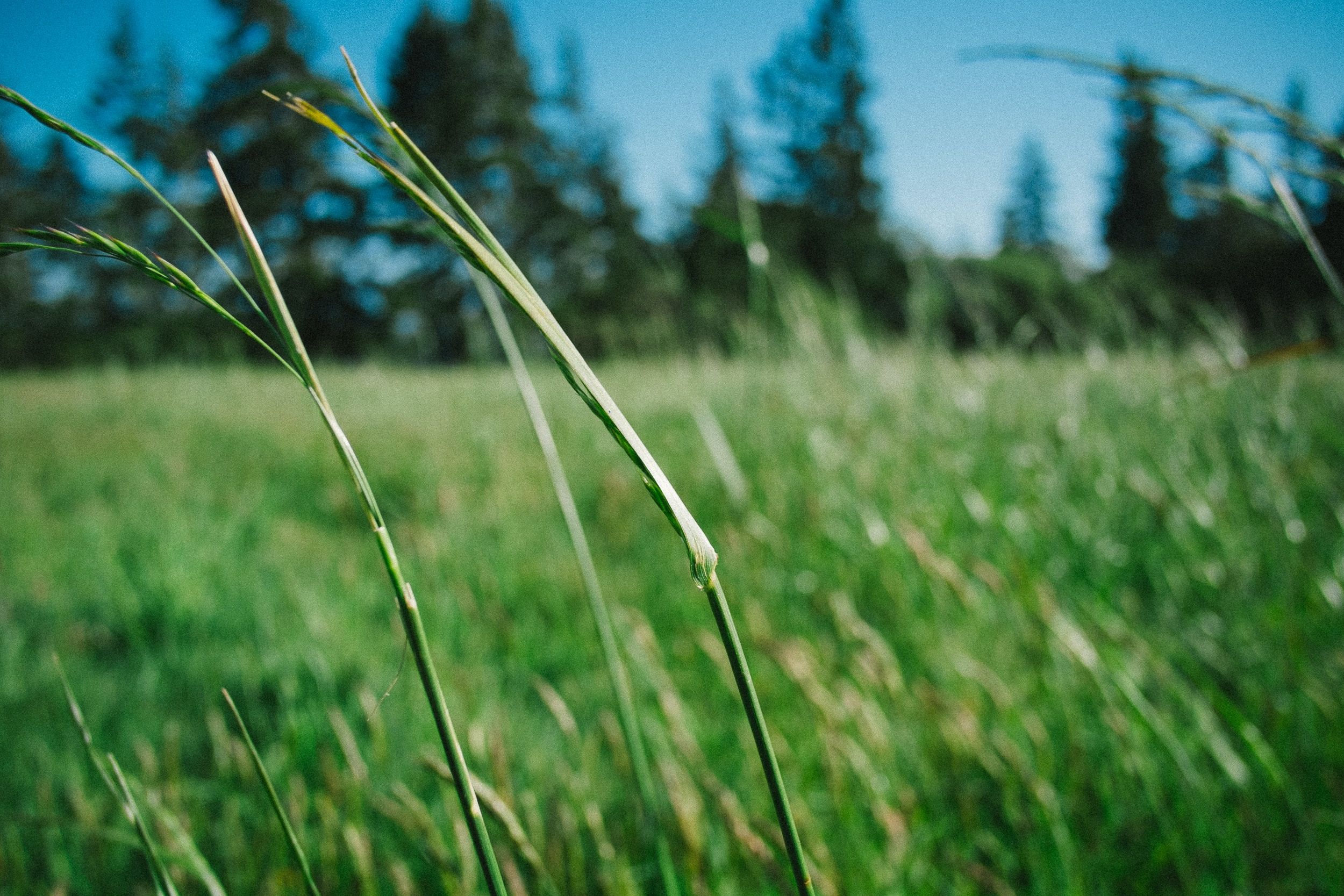 Green Pasture Picture [HD]. Download Free Image