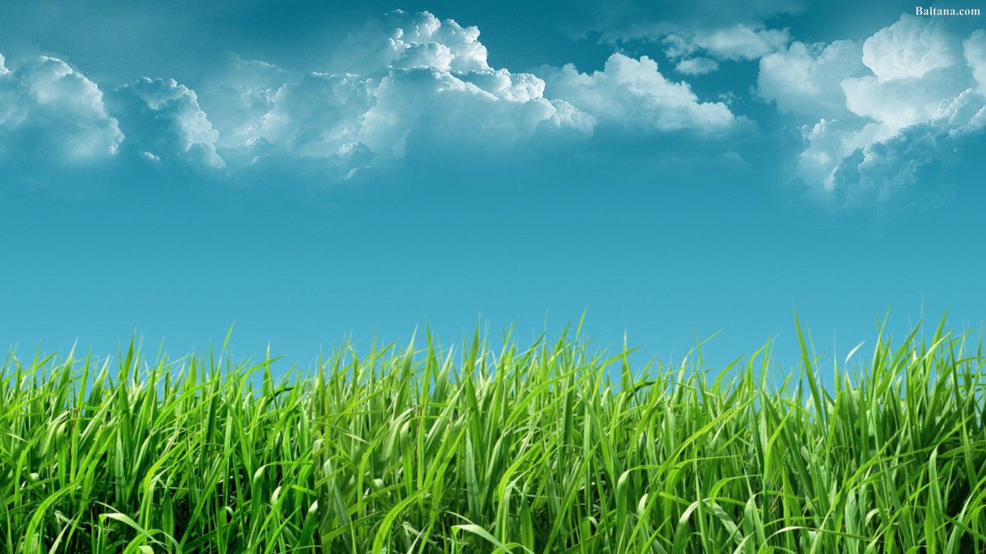 Grass Wallpaper Free Grass Background