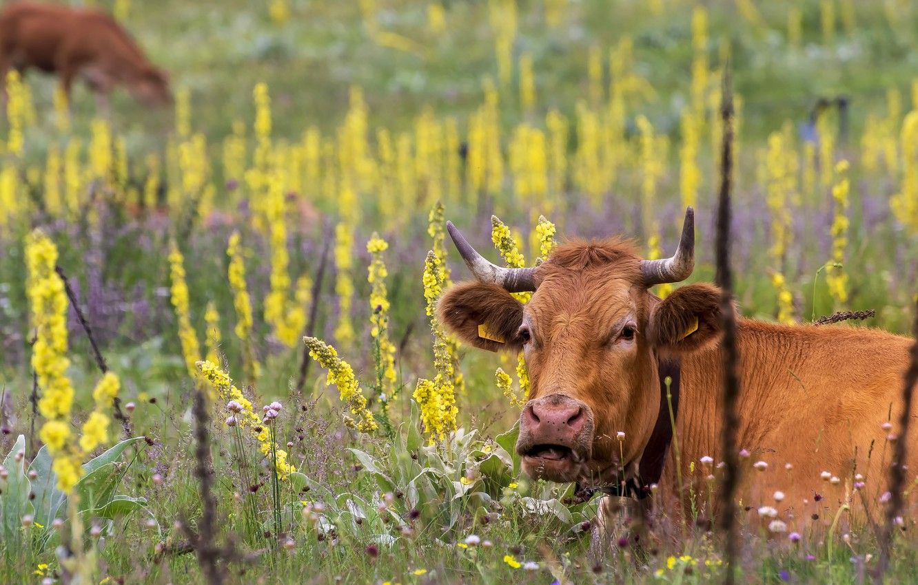 Wallpaper field, summer, grass, face, flowers, cow, yellow, cows