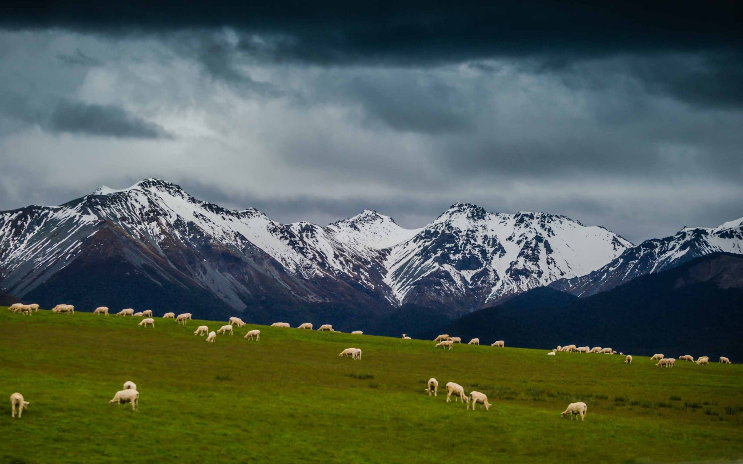 Sheep On Mountain pasture MacBook Air Wallpaper Download