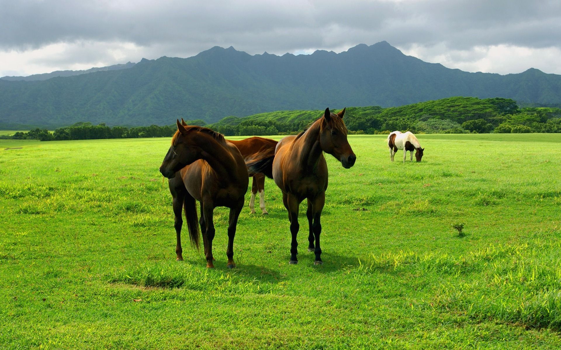 animals, pasture, field, meadow, grass, land, sky, Horses, Horses