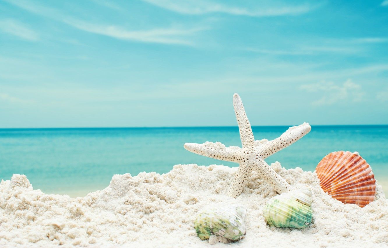 Wallpaper sand, sea, beach, star, shell, summer, beach, sea, blue, sand, starfish, seashells image for desktop, section природа