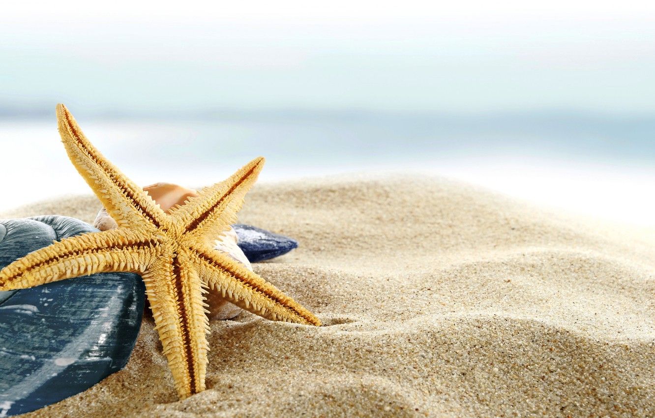 Wallpaper sand, sea, beach, shore, shell, summer, beach, sea, blue, sand, shore, paradise, starfish, seashells image for desktop, section макро