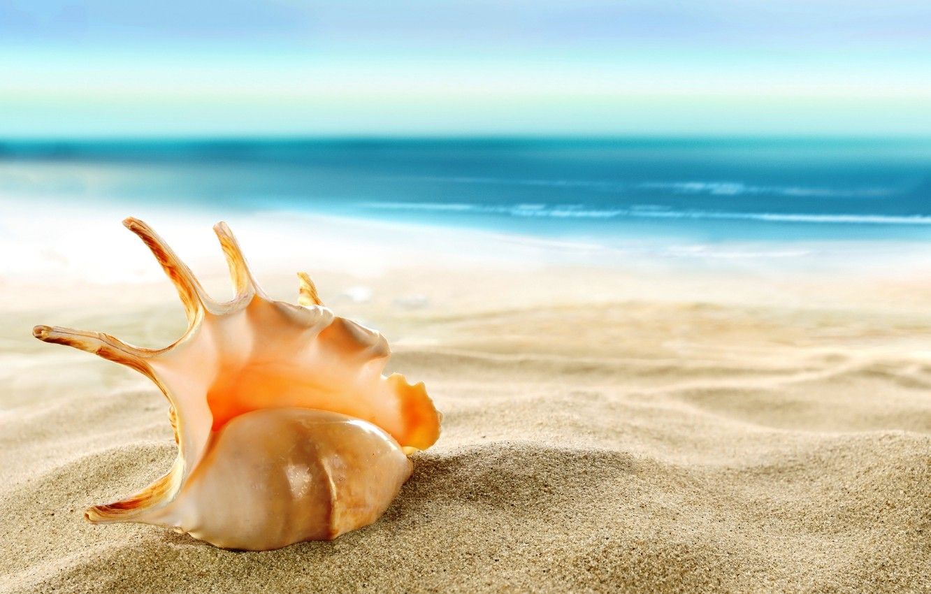 Wallpaper sand, sea, beach, shell, beach, sea, sand, shore, seashell image for desktop, section макро
