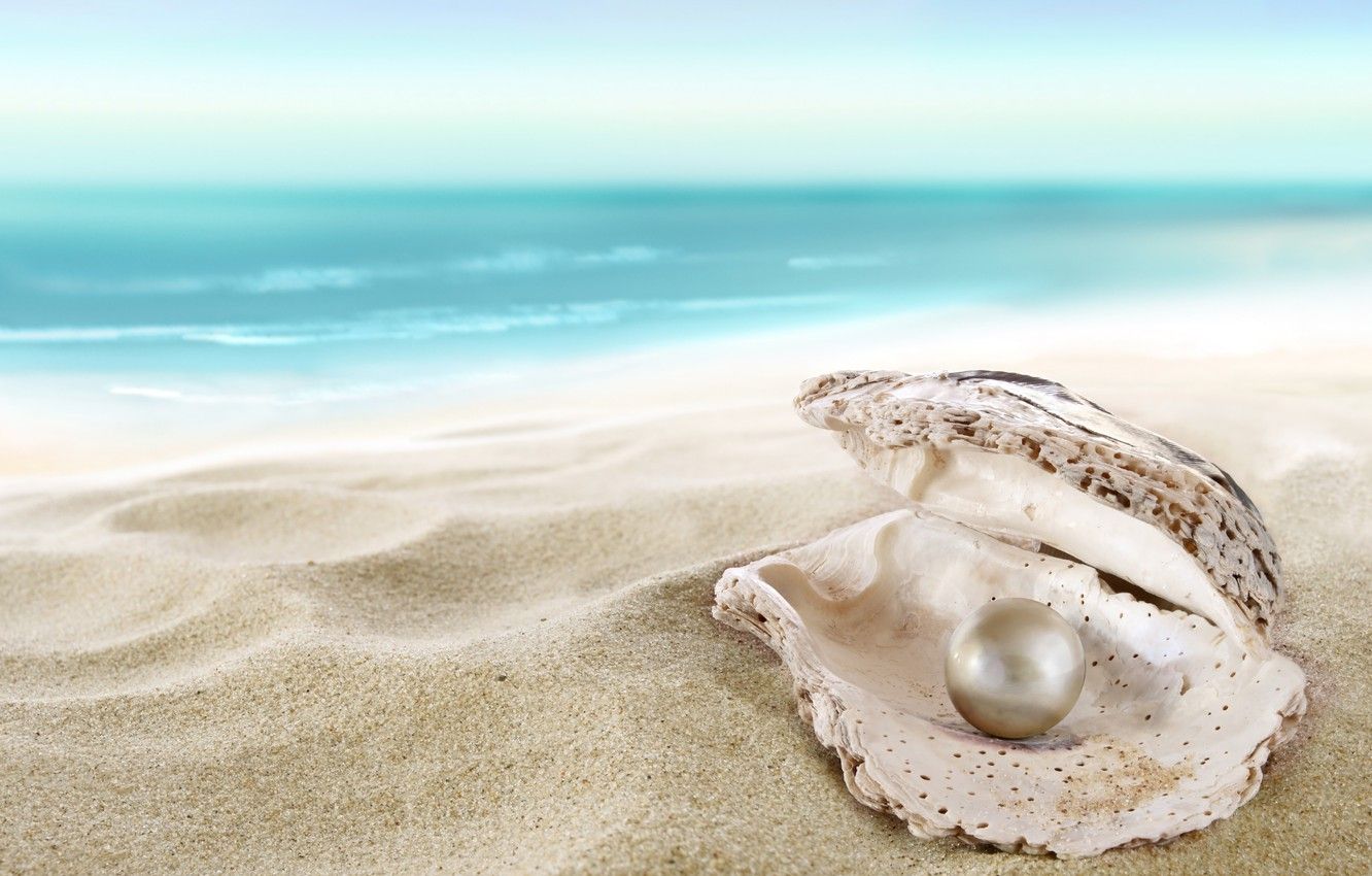 Wallpaper sand, sea, beach, shell, beach, sea, sand, shore, seashell, pearl, perl image for desktop, section макро