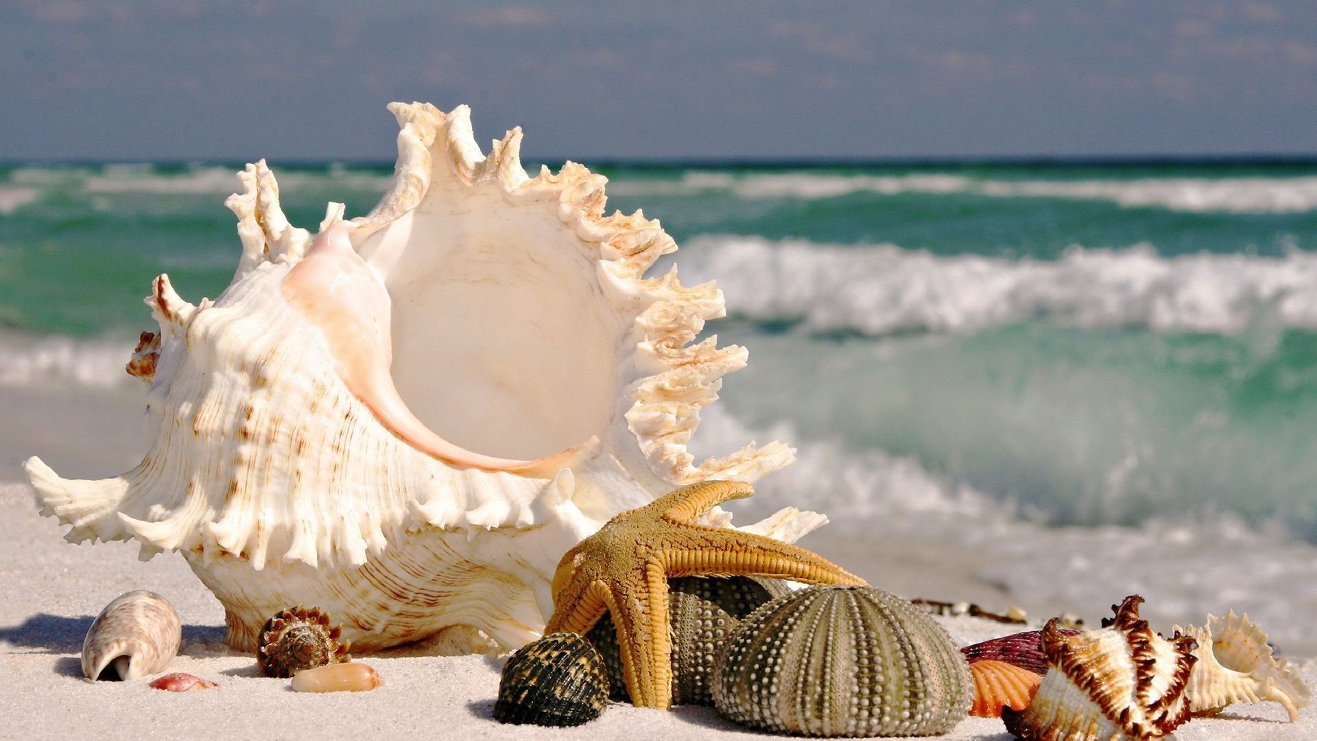 Best Live Wallpaper For PC. Sea shells, Shell beach, Seashell art