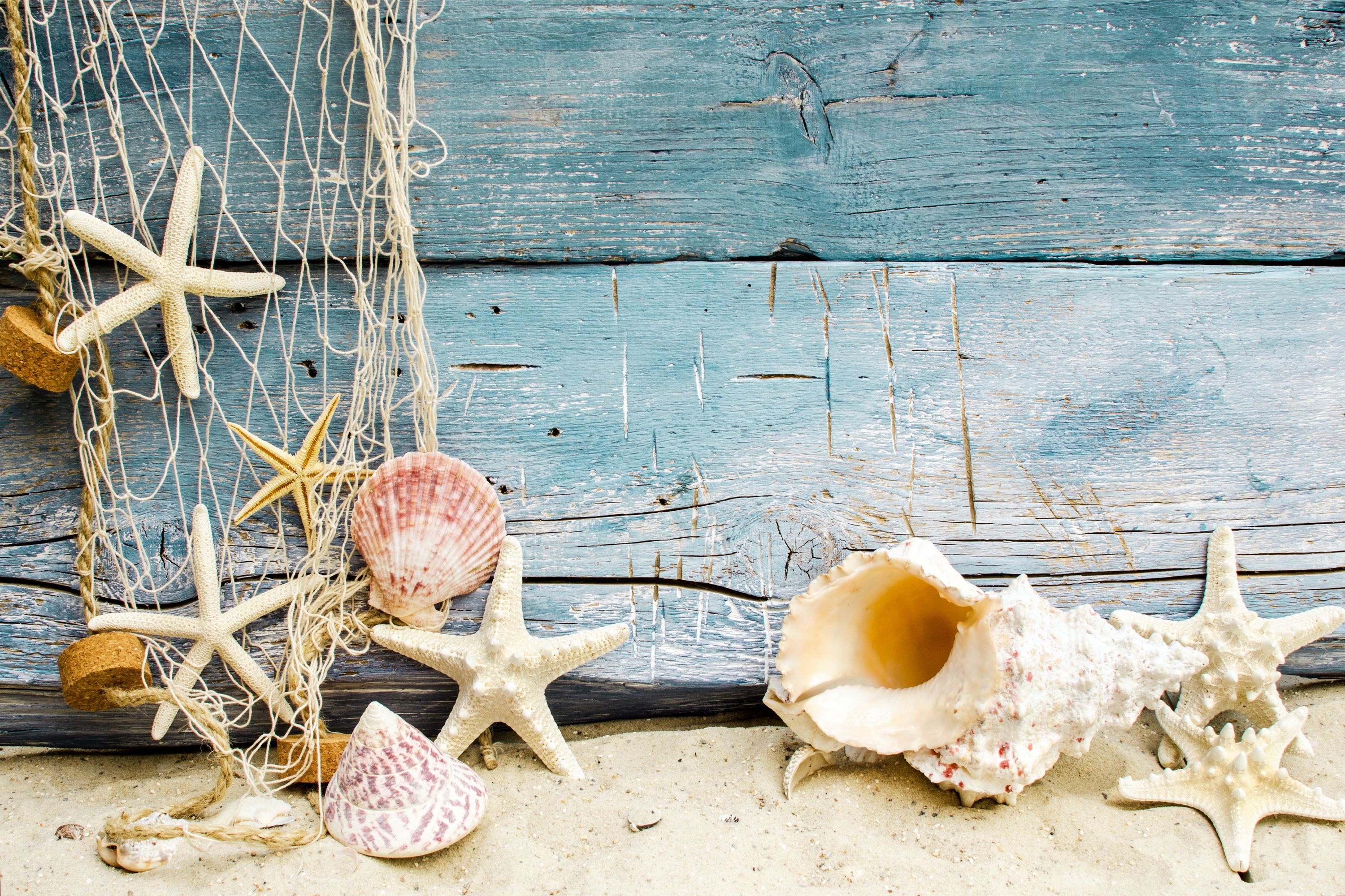 Shells Wallpaper. Flip Flop Shells Wallpaper, Shells Beach Background and Treasure Chest Seashells Wallpaper