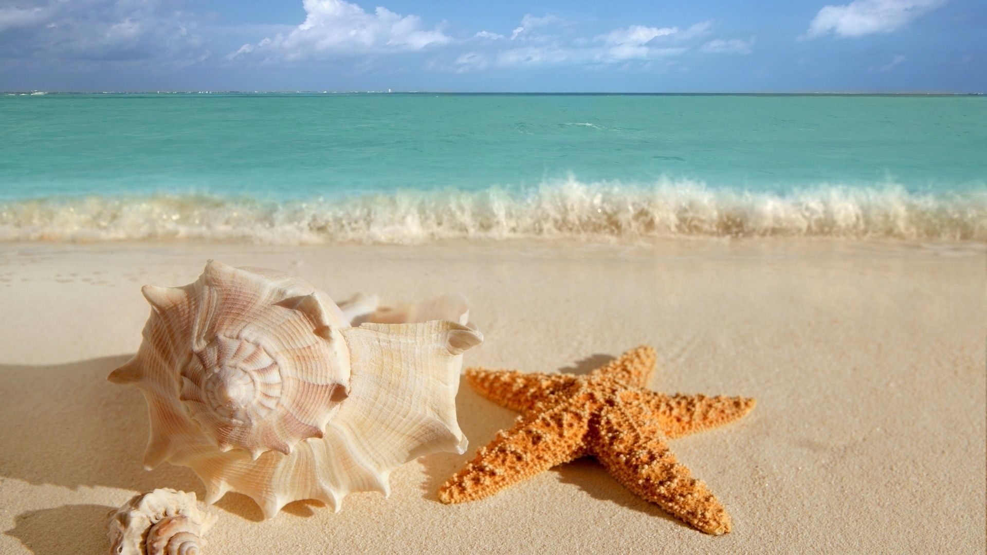 By The Seashore. seashells, starfish, sea, ocean, waves, water, sand, beach. Sea shells, Starfish, Beach wallpaper