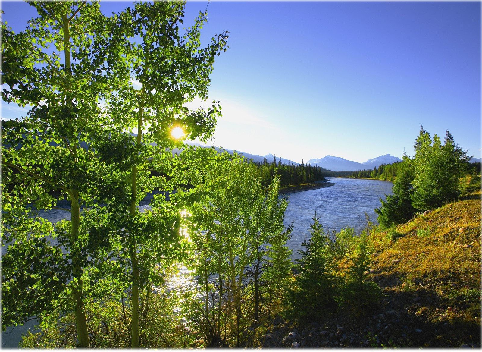 Natural Blog Background. Cute Blog