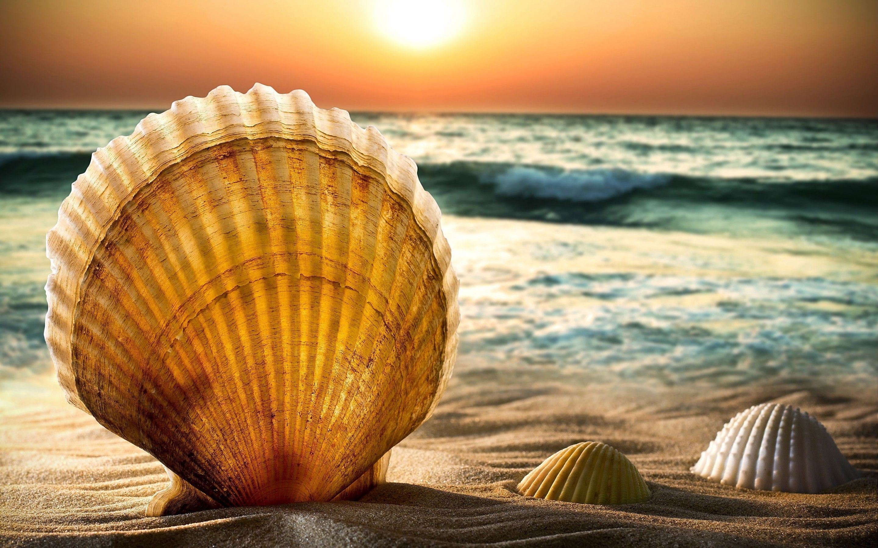 shells, And, Sand, , Beach, Sea, Water, Wave, Horizon, Sun, Sunset, Sky, Bokeh Wallpaper HD / Desktop and Mobile Background