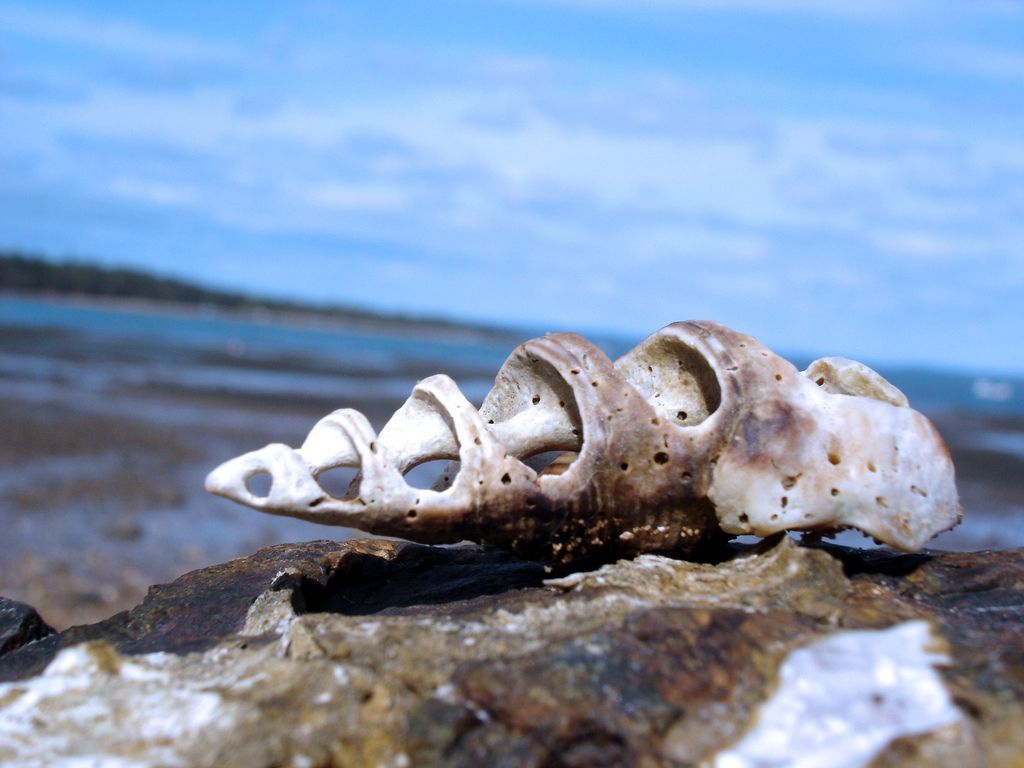 sea shells. sea shell on shore desktop wallpaper description sea shell on shore. Sea shells, Shells, Sea birds