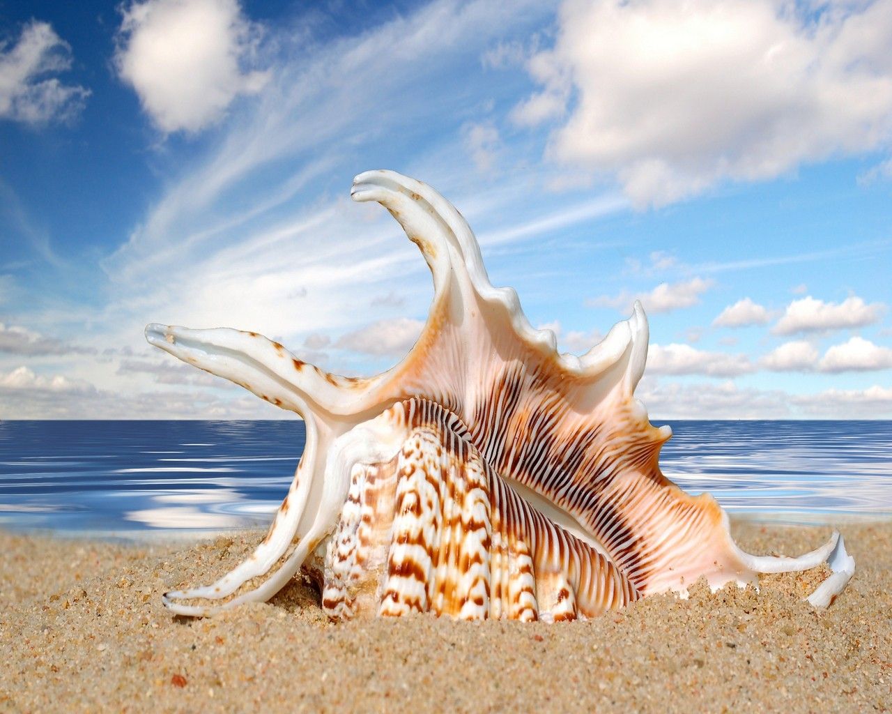 Sea Shell Wallpaper