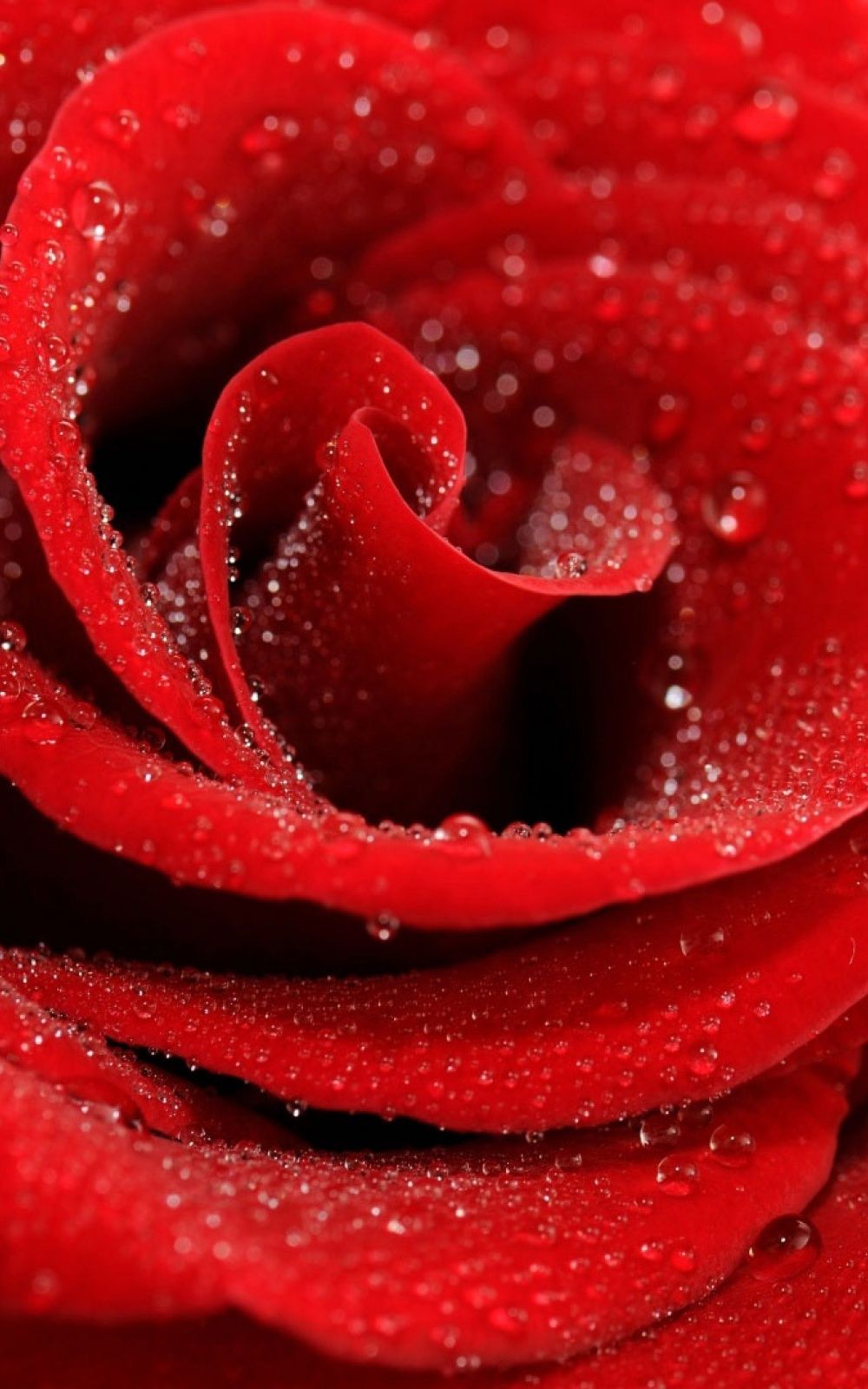 Best of aesthetic red rose iphone wallpaper on wallpaper iphone