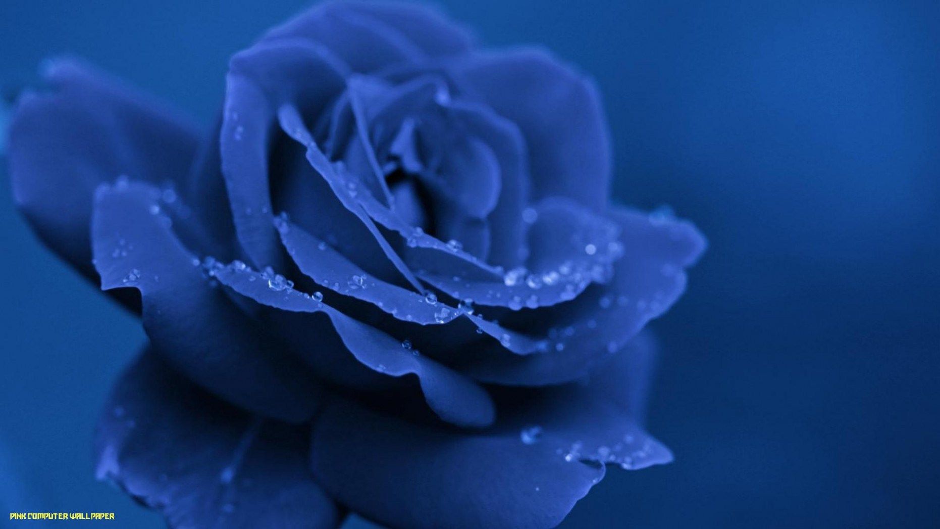 Blue Rose Wallpaper Image Photo Picture Background