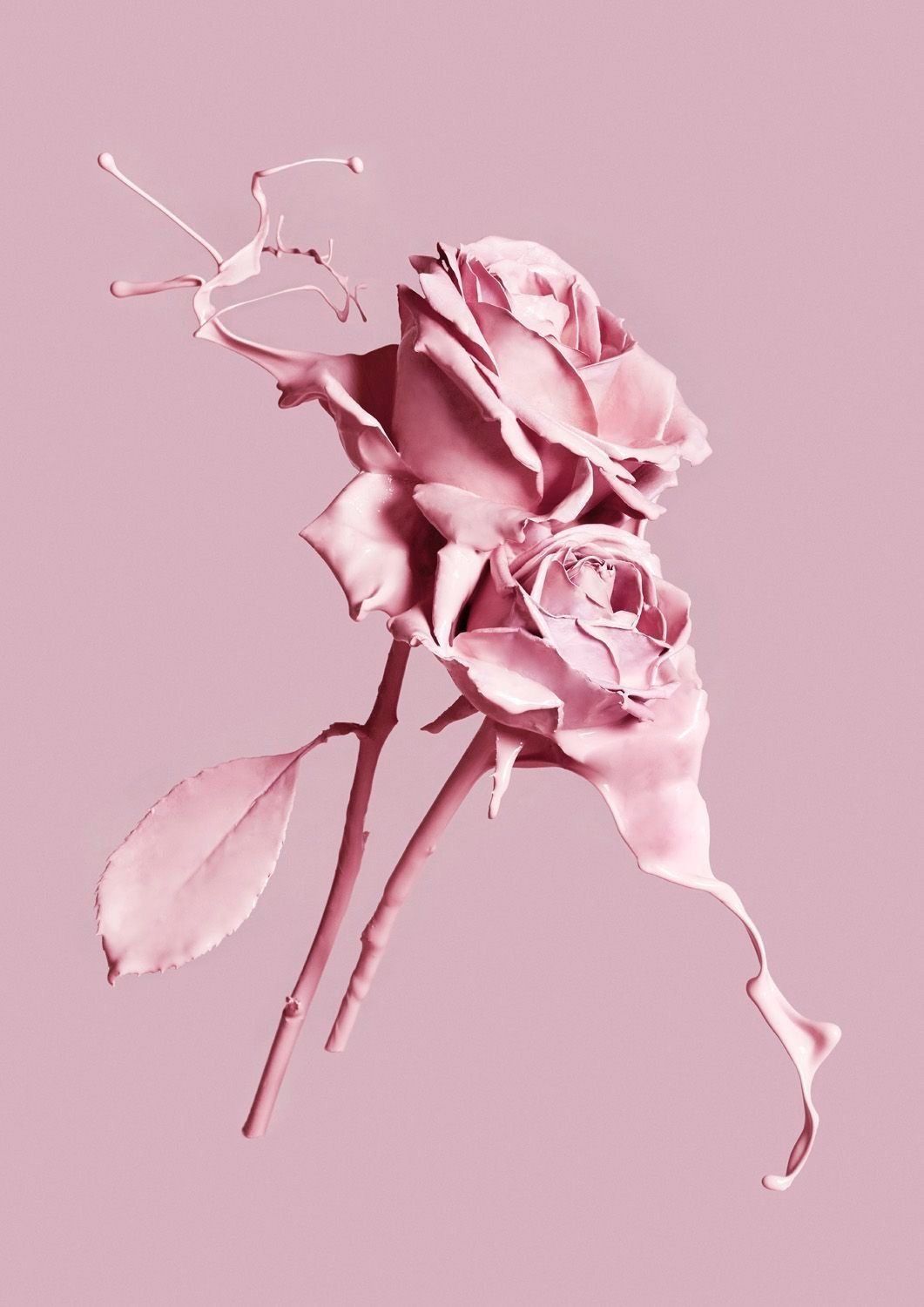 Aesthetic Pink Rose Wallpaper iPhone