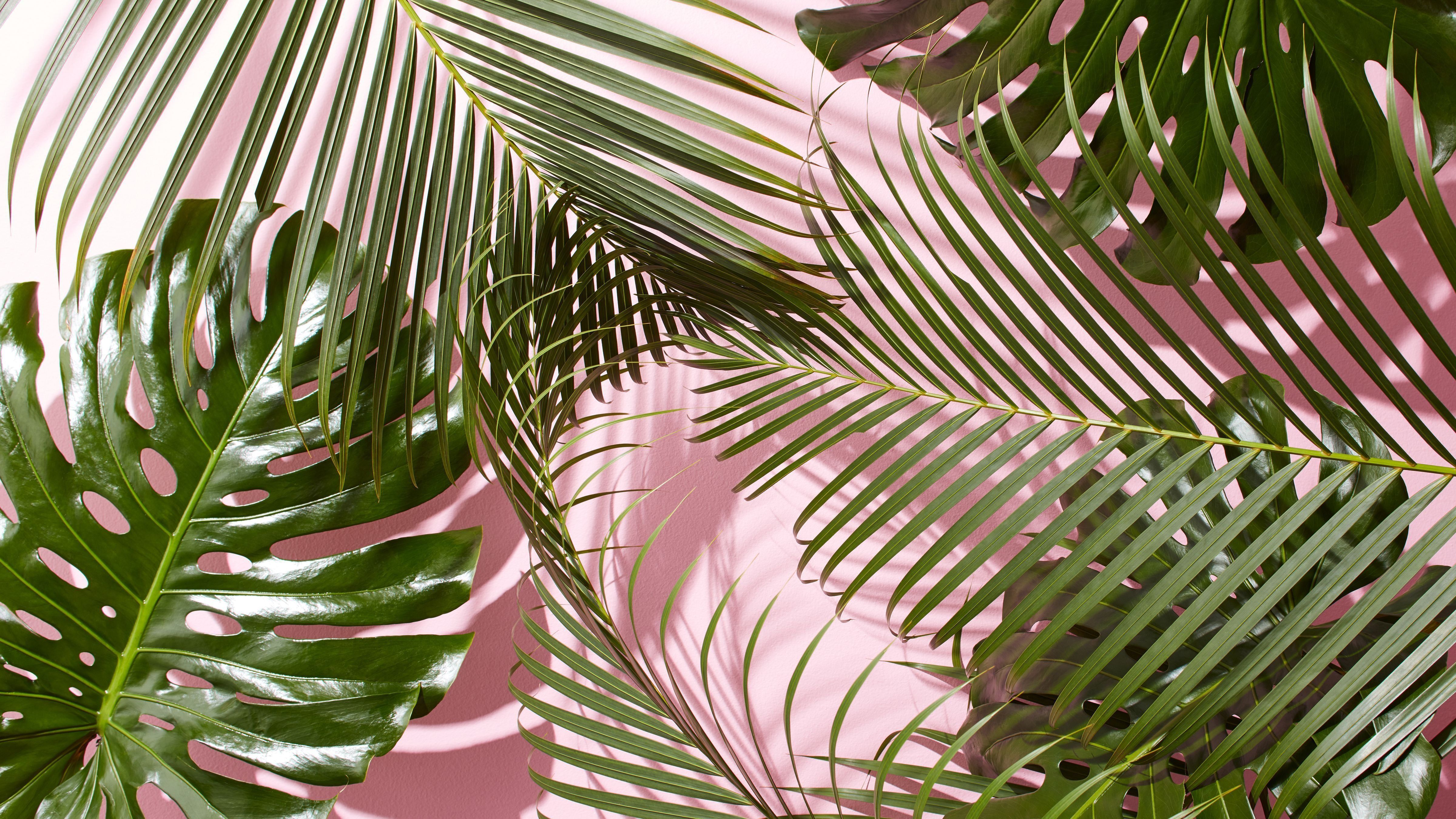 Aesthetic Tropical Leaves Desktop Wallpaper
