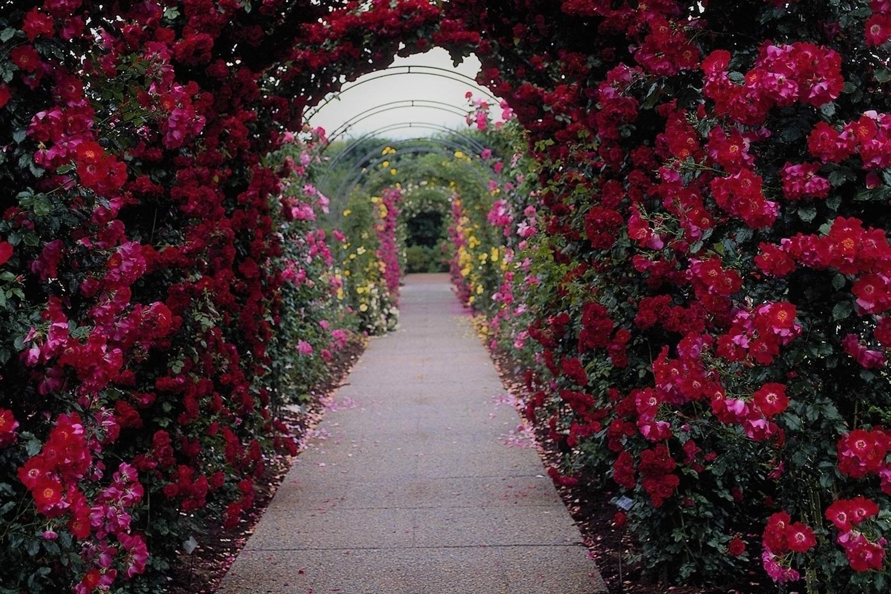 Rose Garden Arch Wallpaper and Background Imagex1200