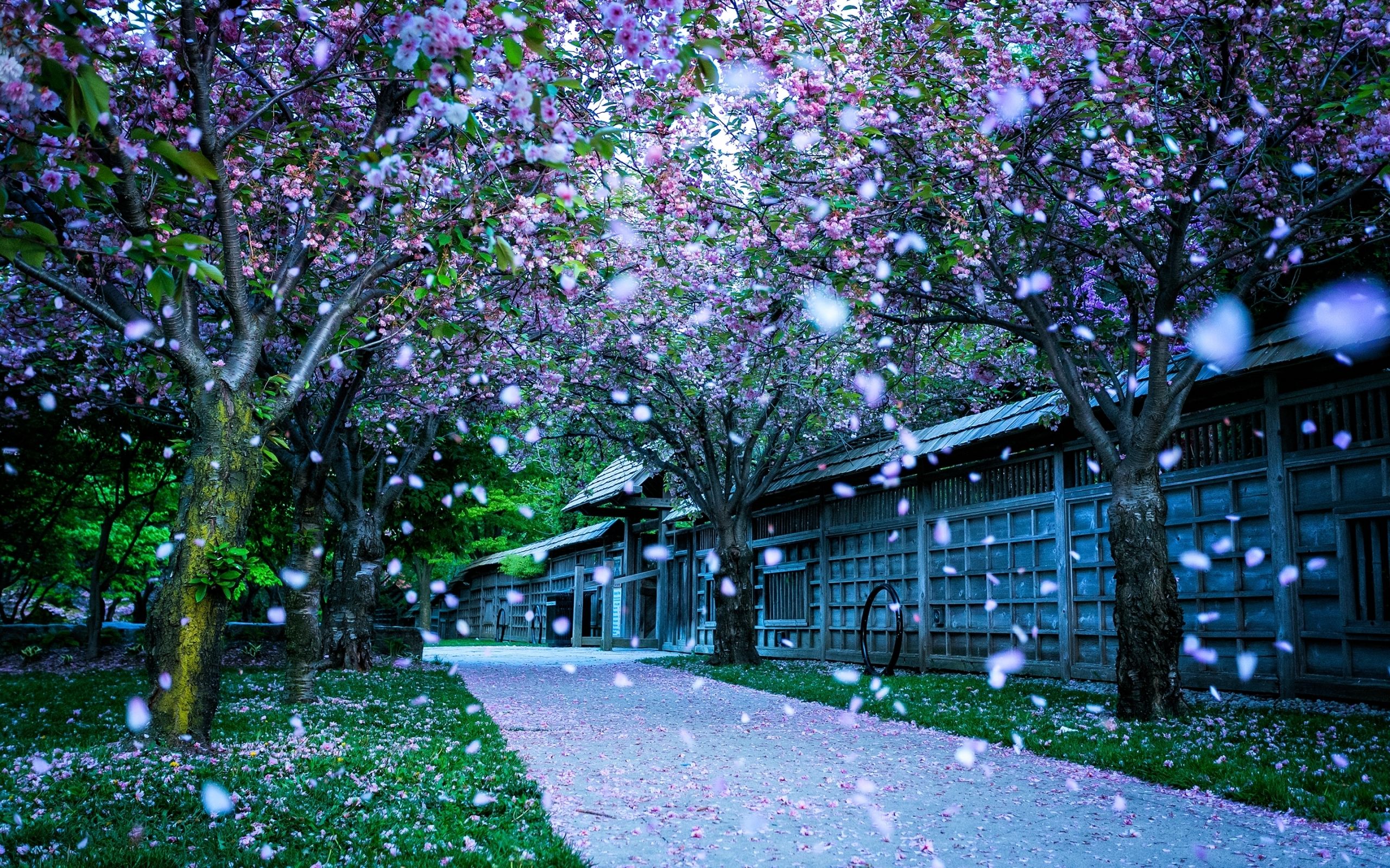Falling petals Mac Wallpaper Download