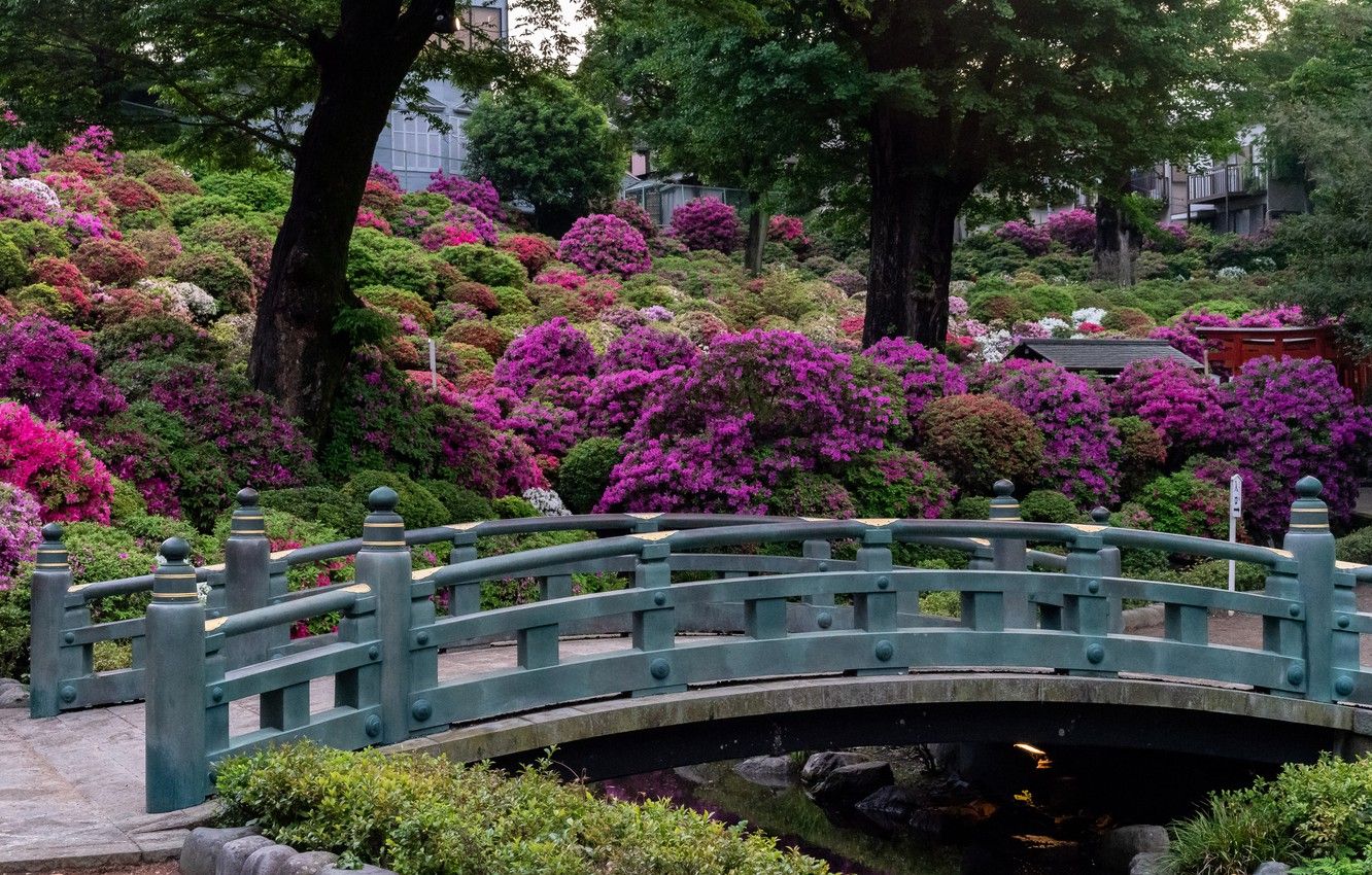 Wallpaper trees, flowers, bridge, Park, Japan, garden, Japan