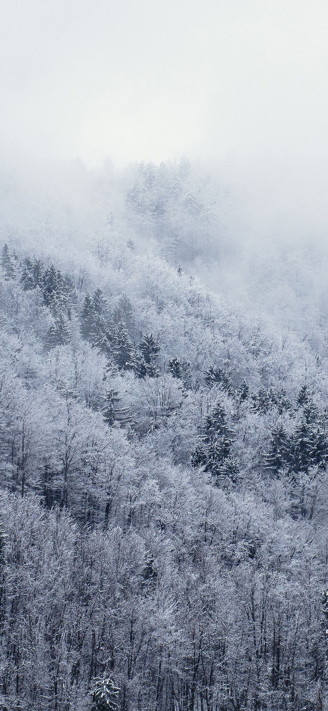 Mountain Wood Winter Christmas White Wallpaper