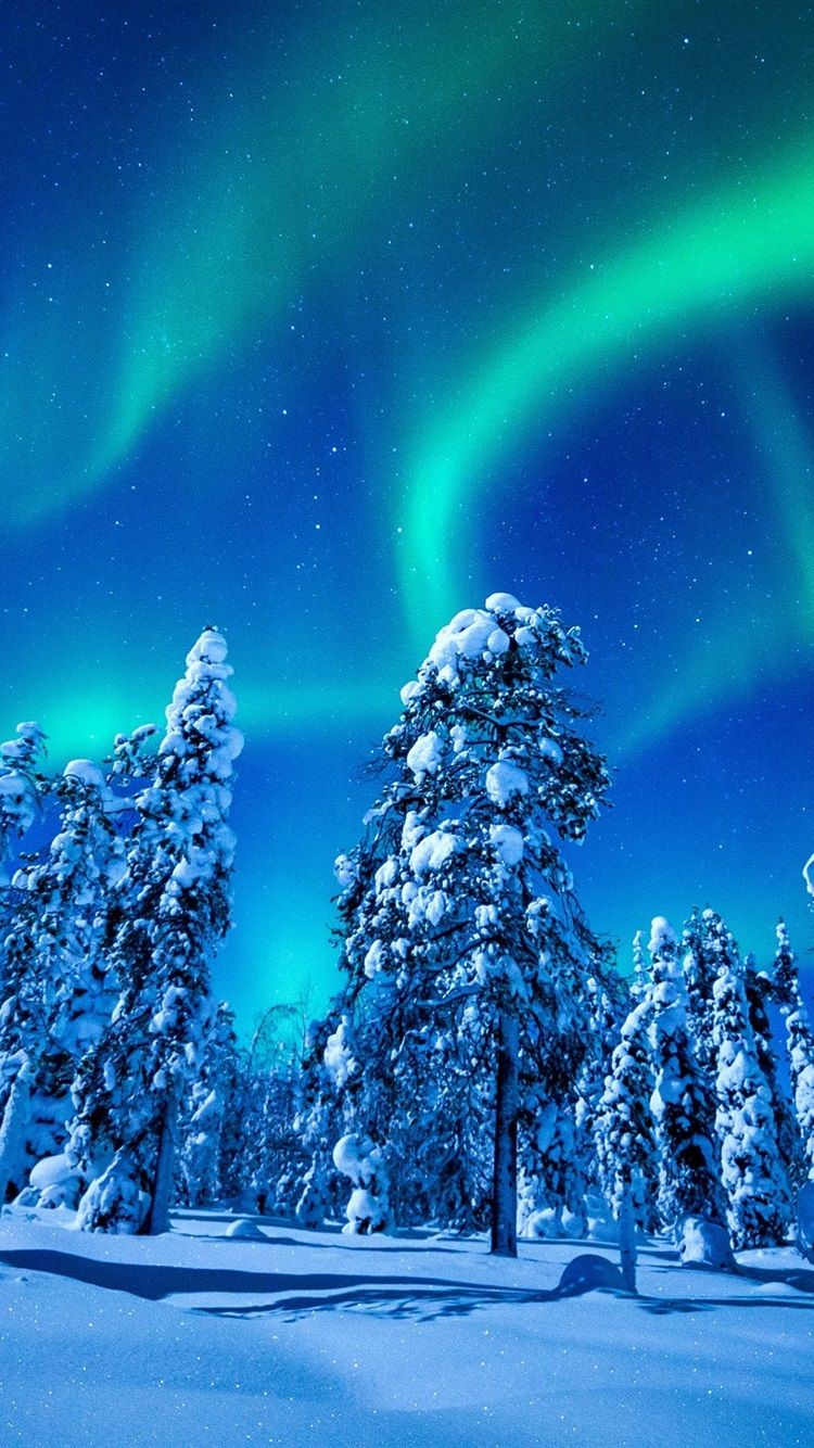 Beautiful northern lights, winter, snow, spruce, trees, night