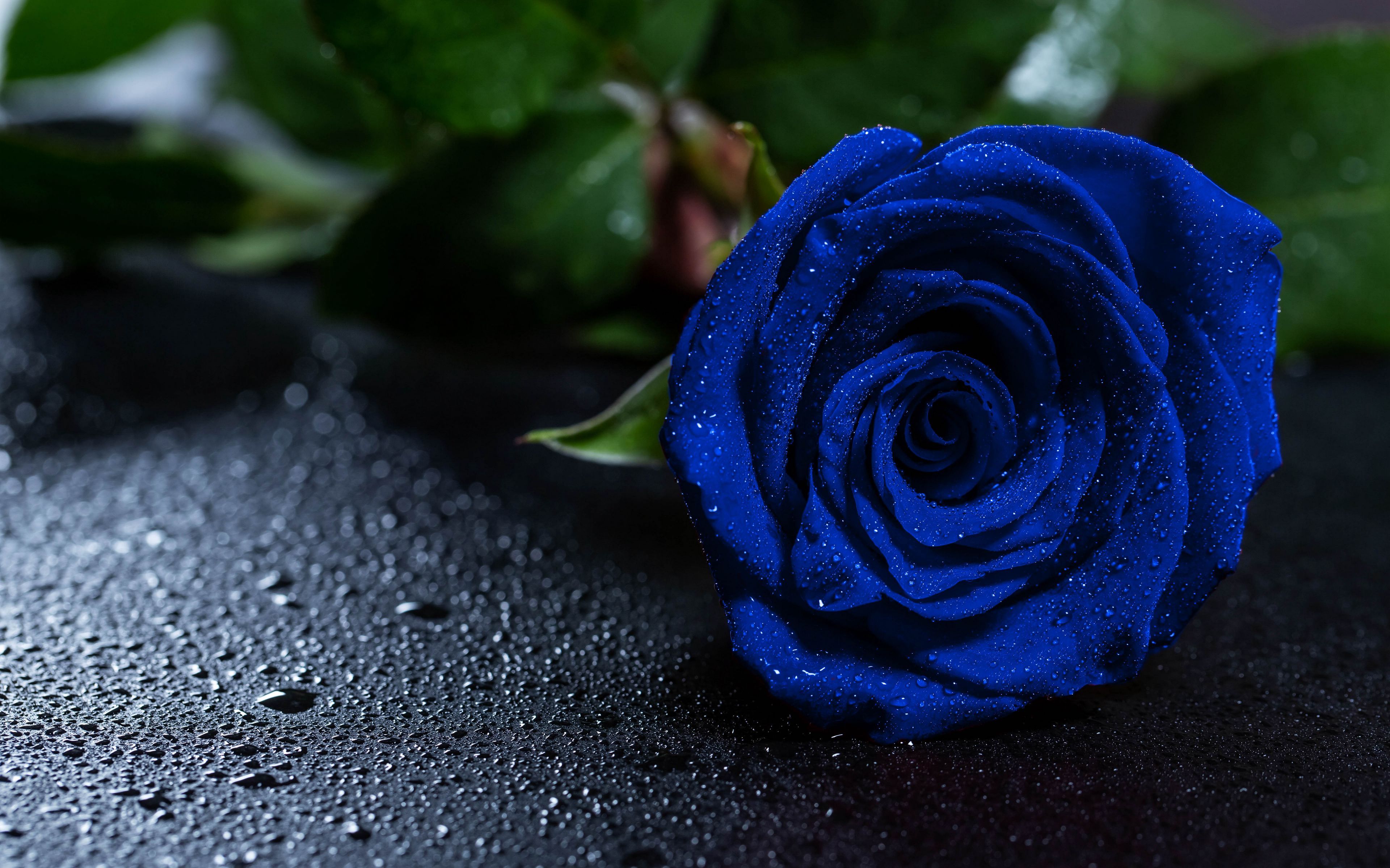 Download wallpaper 3840x2400 rose, blue rose, drops, bud 4k ultra HD 16:10 HD background