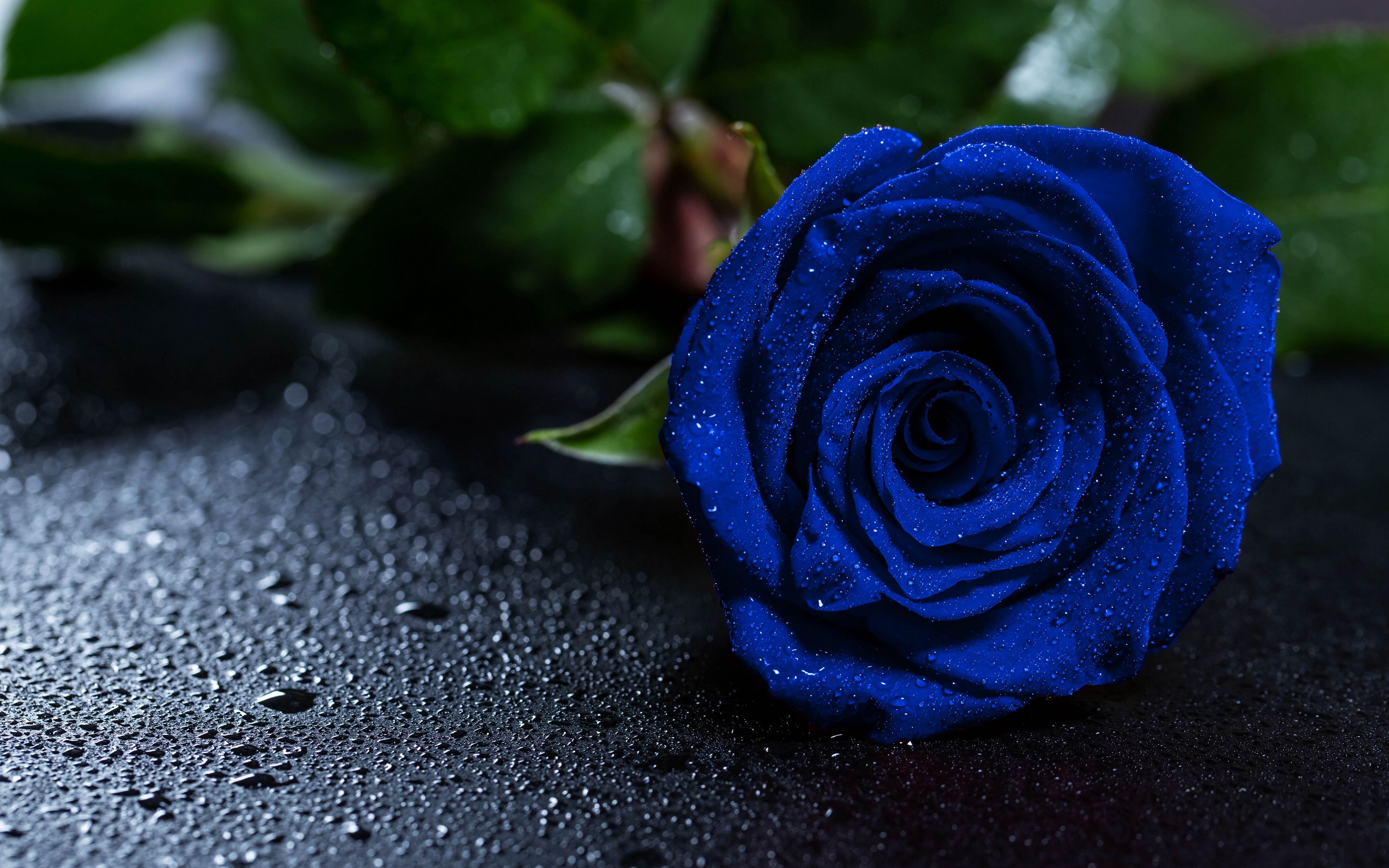 Download wallpaper 3840x2400 rose, blue rose, drops, bud 4k ultra