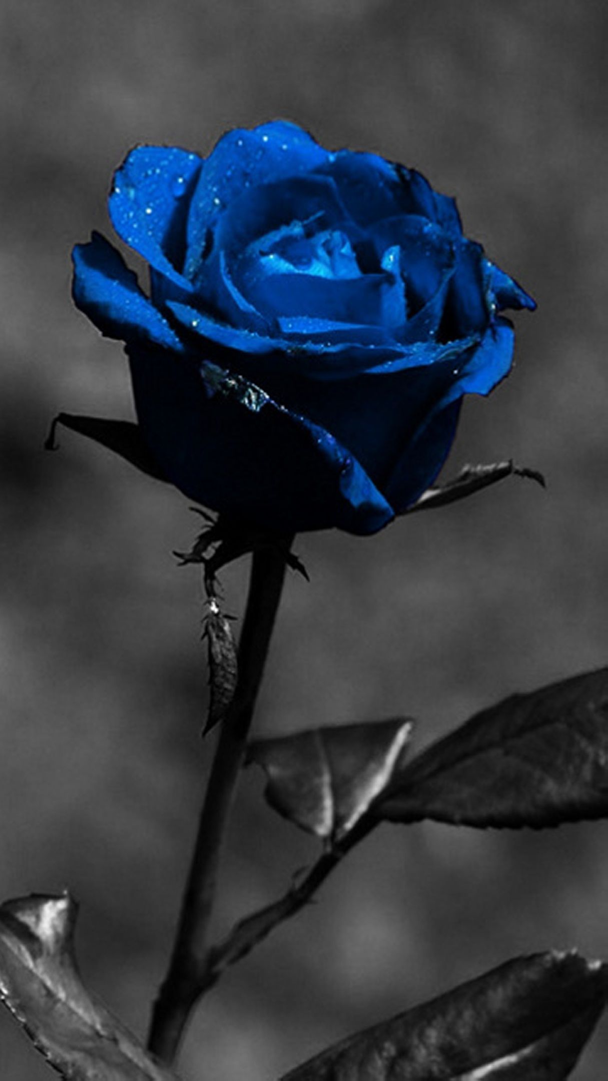 Wallpaper Hd Black And Blue Rose