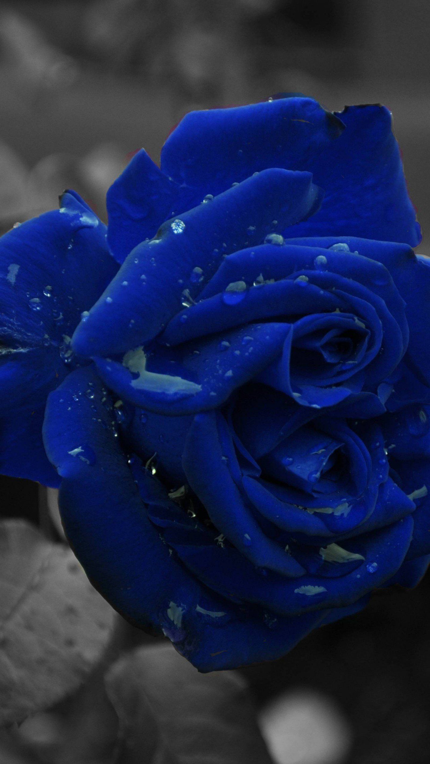 Most Beautiful Blue Rose Wallpaper 4k