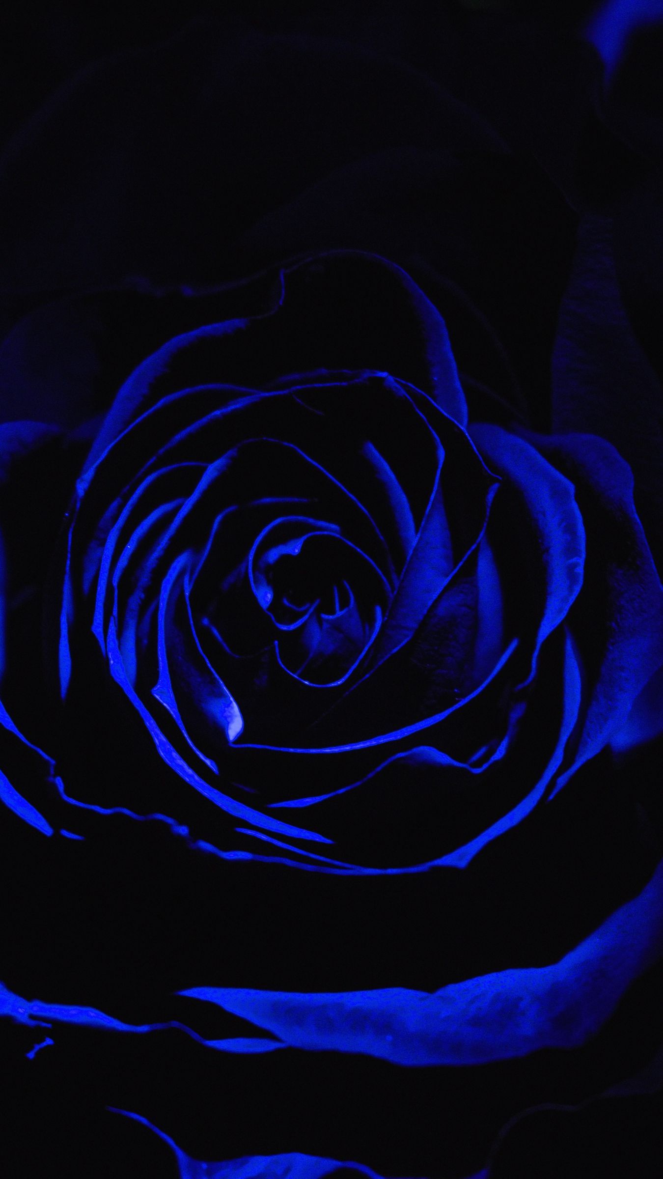 Download wallpaper 1350x2400 rose, blue rose, petals, dark, bud